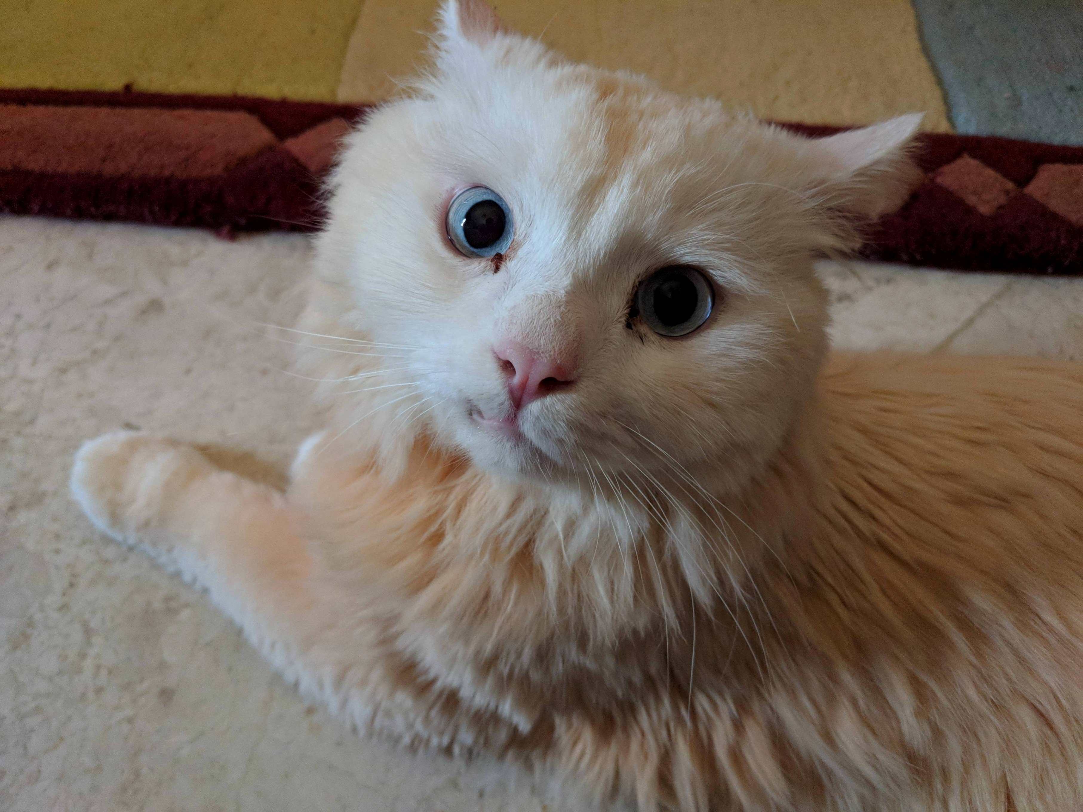 He Was Still a Little Shook After We Got Back from the Vet.