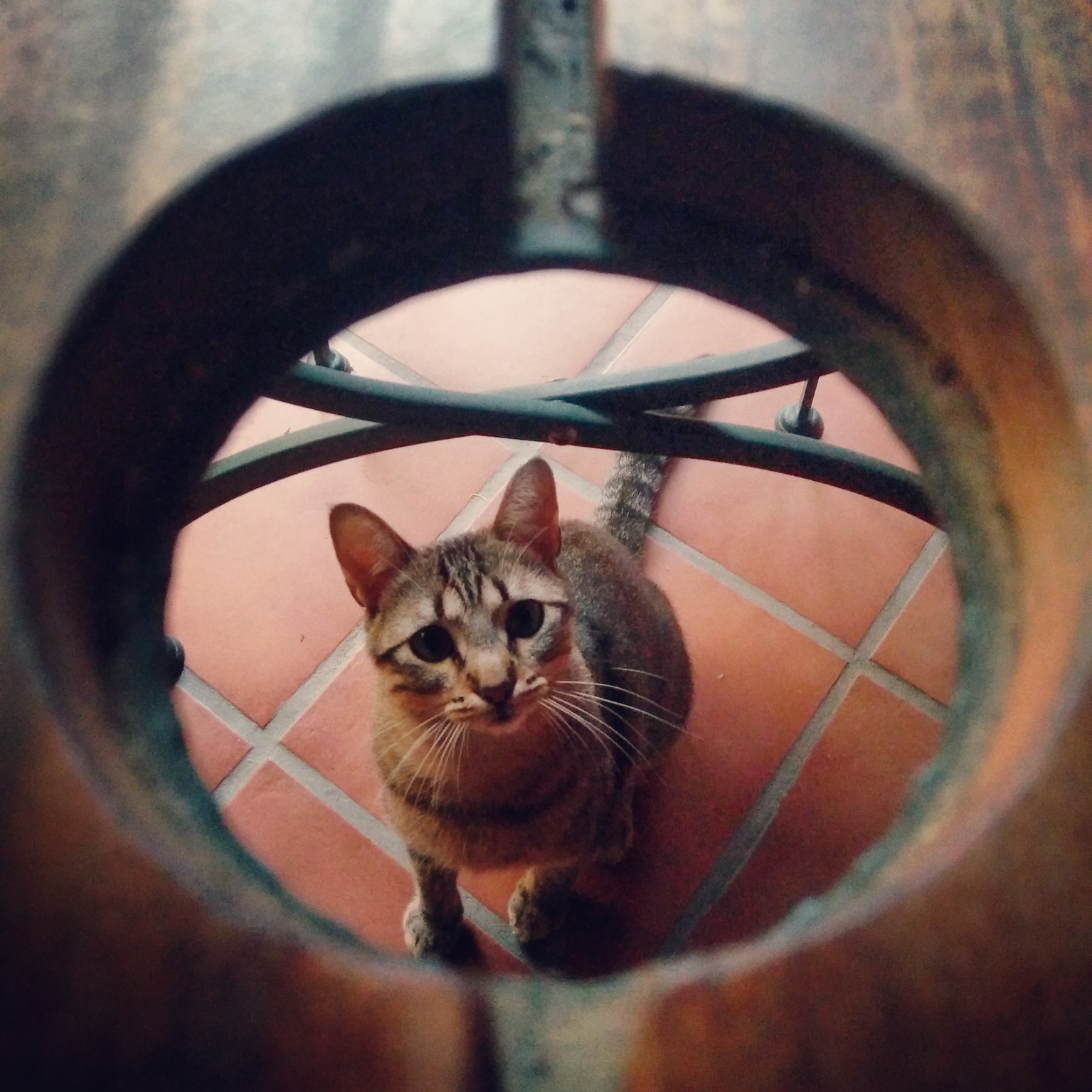 Hello Human. I Am Cat. Mice to Meet You.