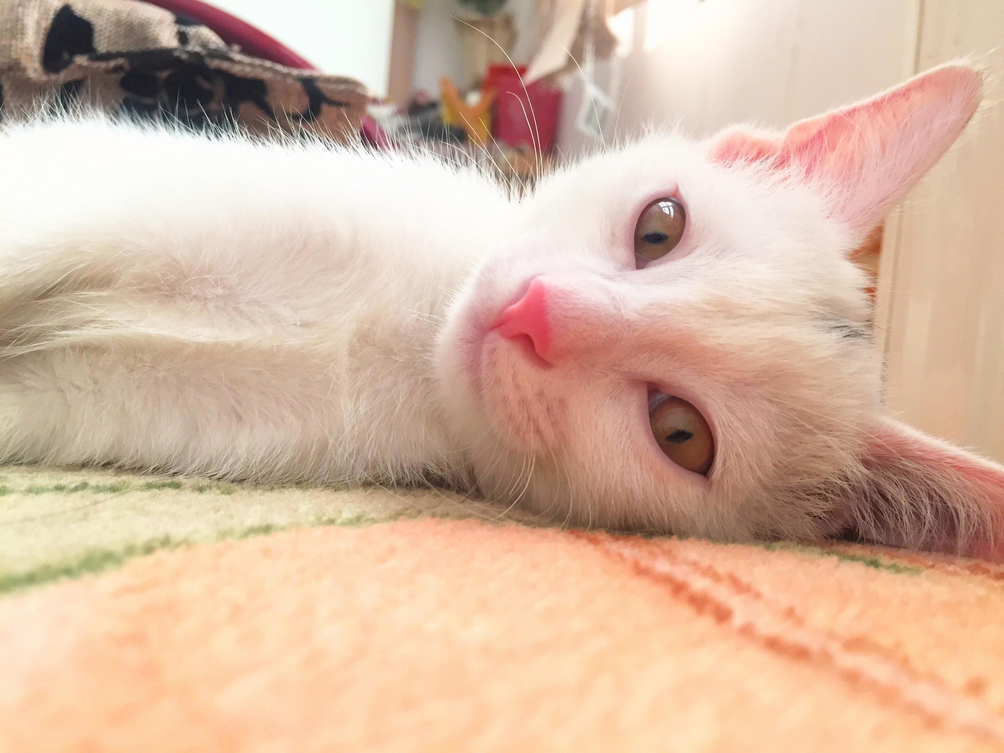 Hello, Humans.