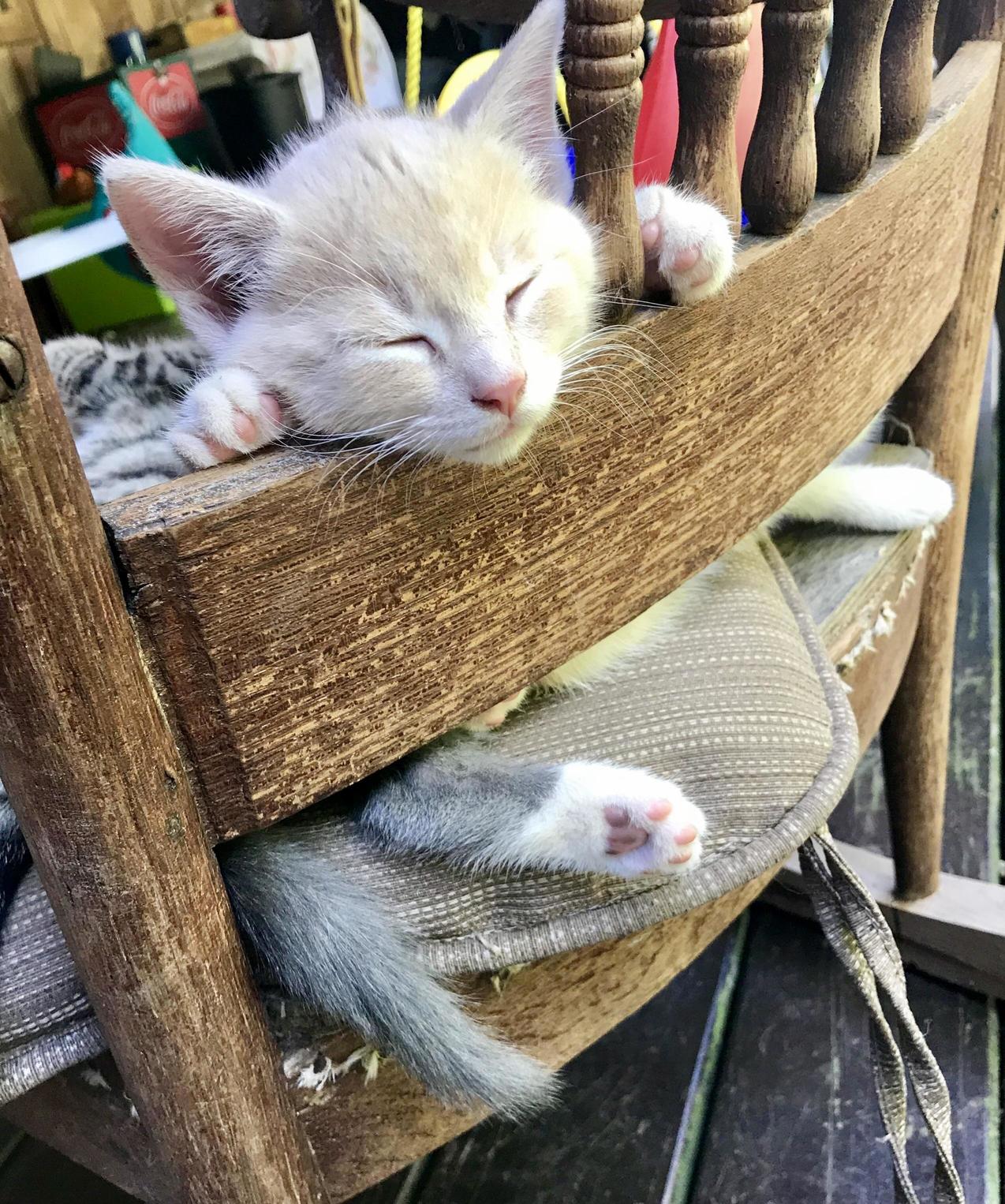Hello Little One!