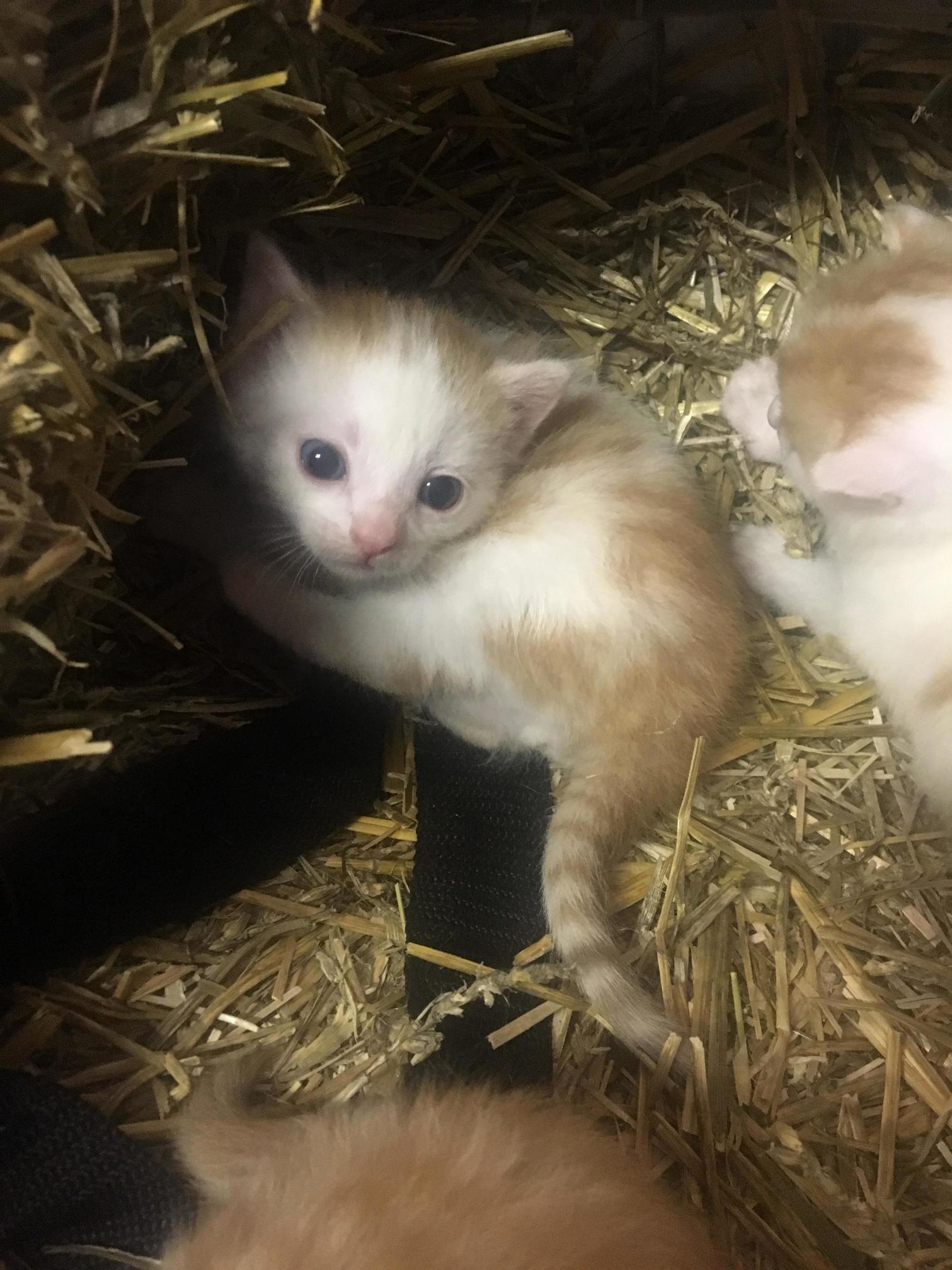 Help Me Name This Little Boy!