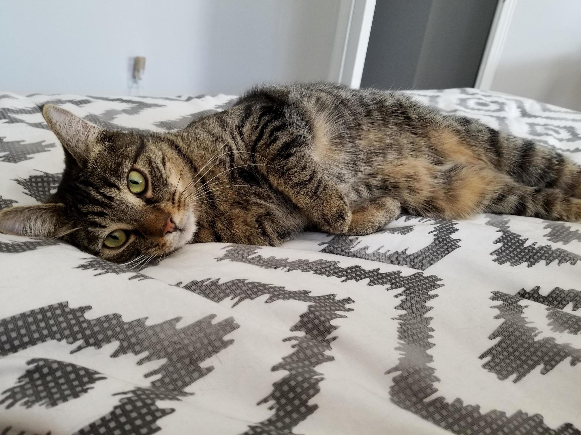 Heres Leo, My Little 1 Year Old Cat!