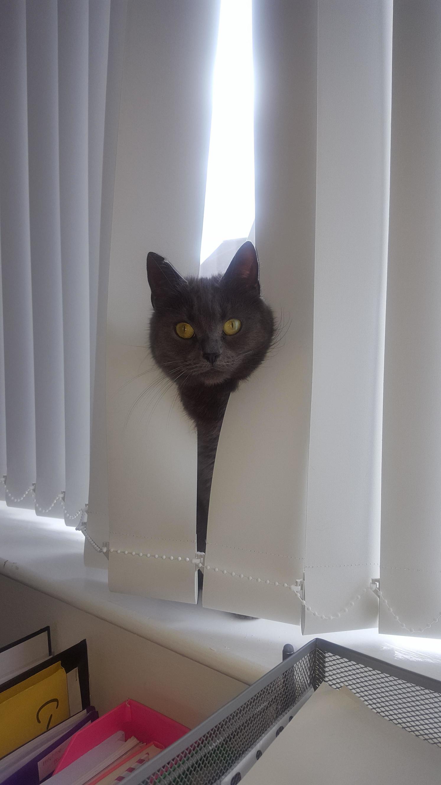Heres.....angel!!! (Cat Version of the Shining.)