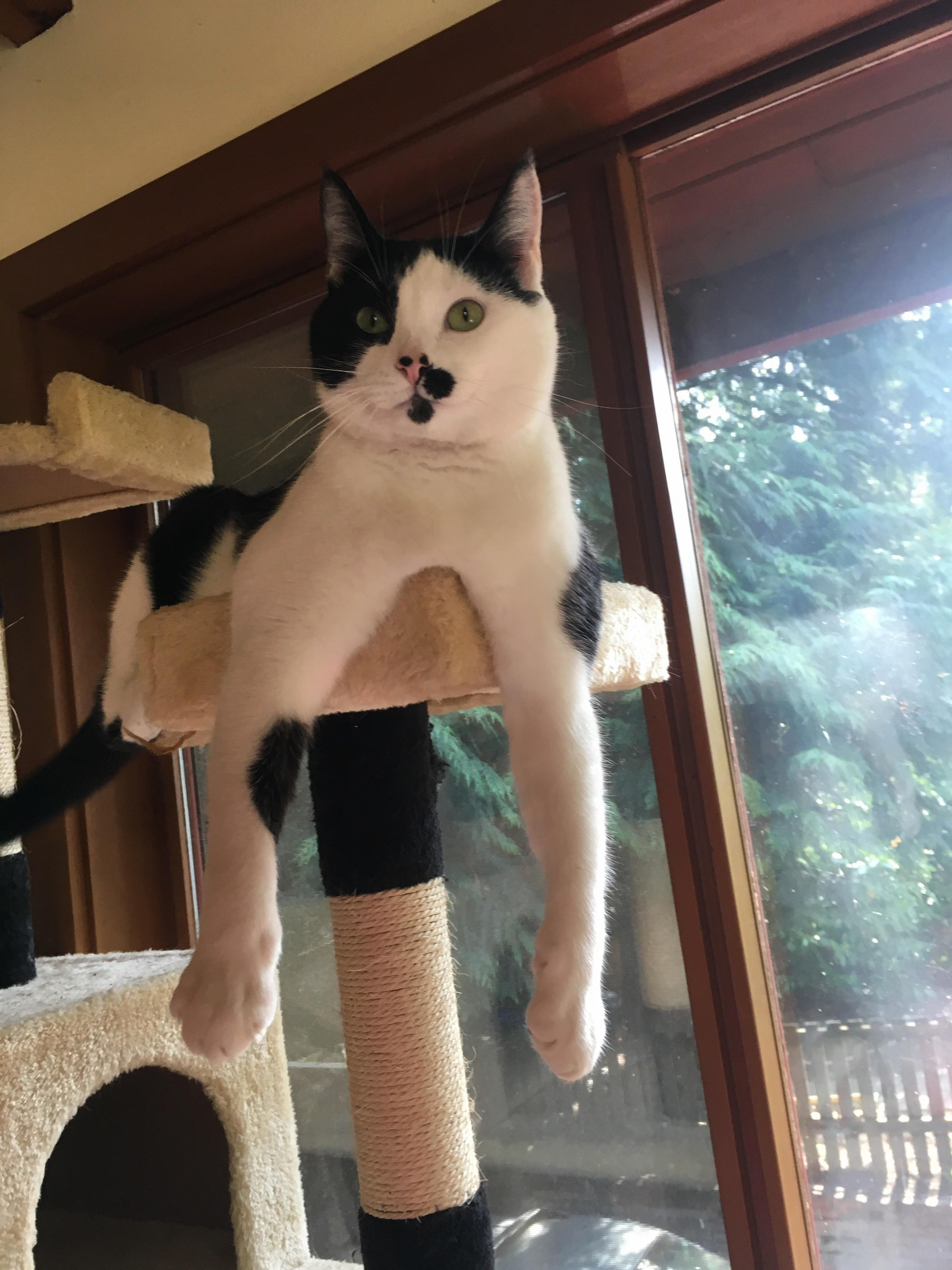 Heres Pip!