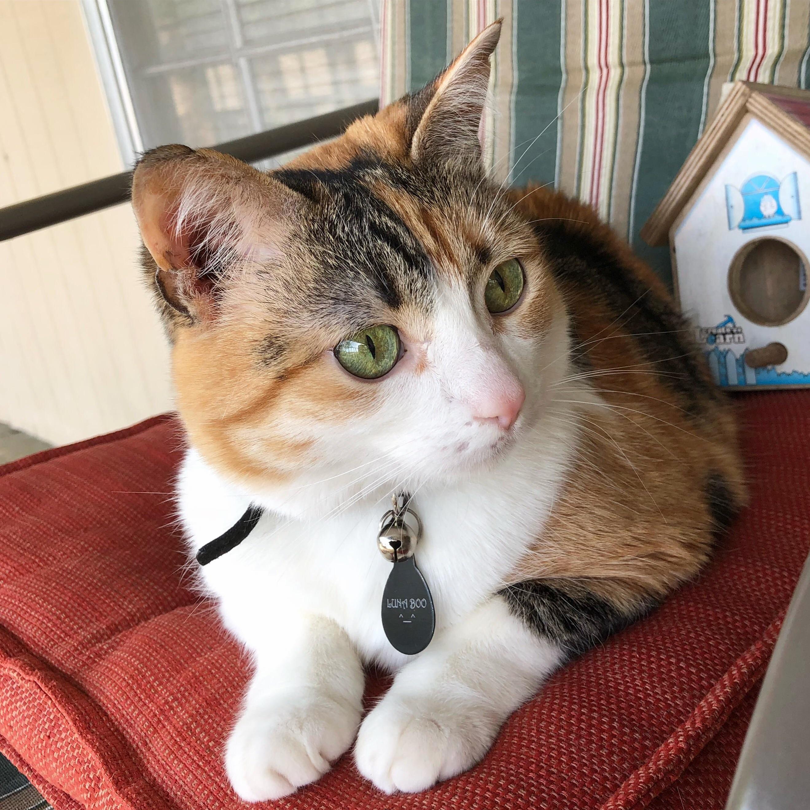 Hey Guys, My Name Is Luna Boo Biscuit
