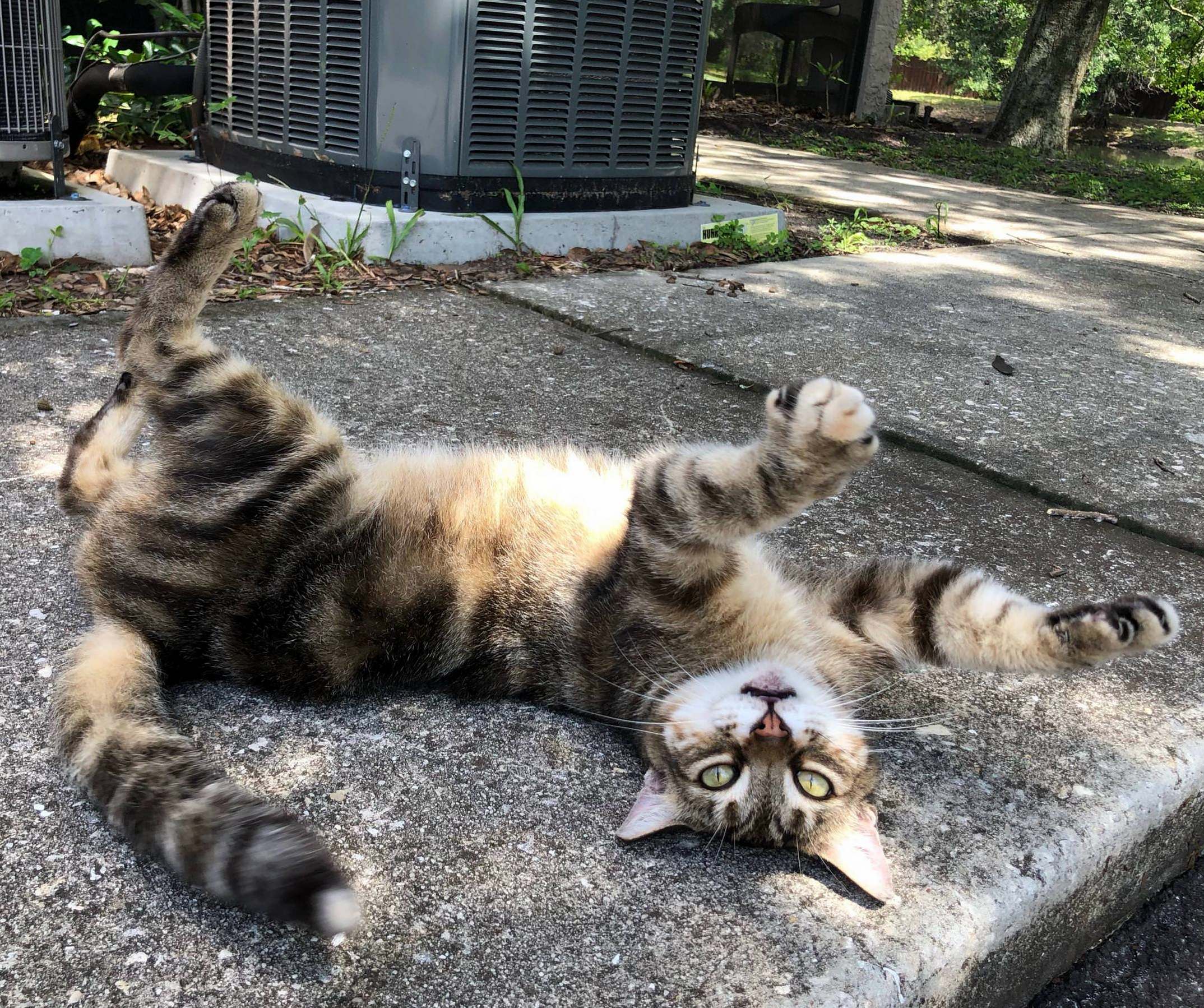Hey Human! Wanna See Me Walk on the Sky