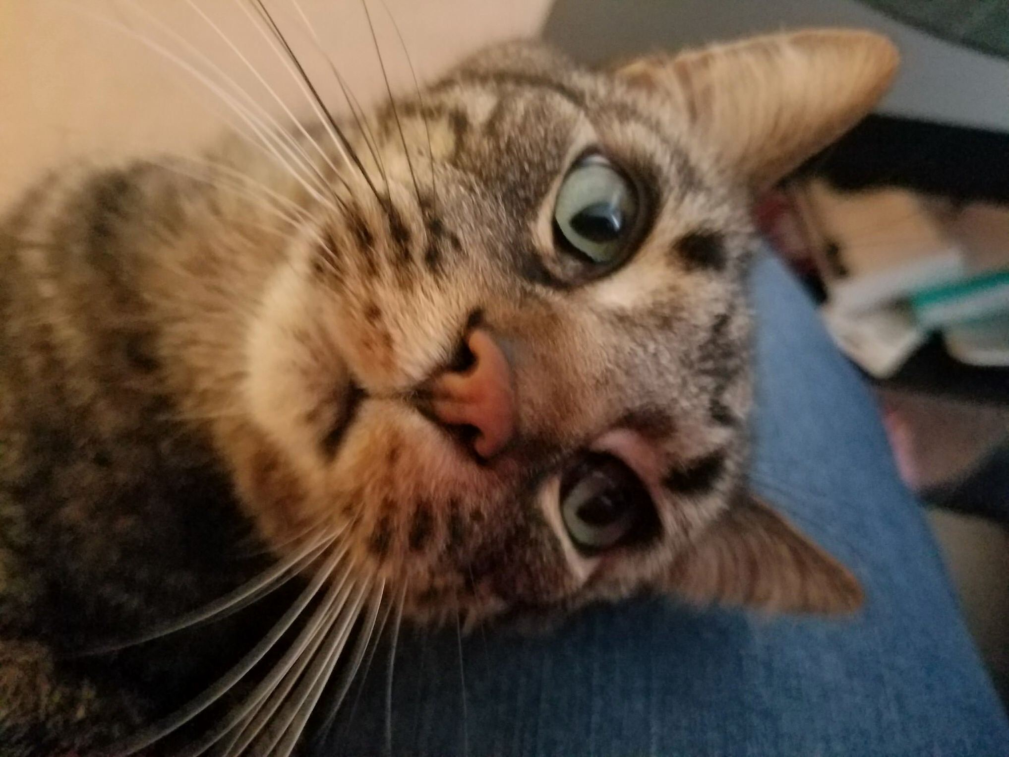 His First Birthday with Me (Post Adoption) Happy 12th Birthday, Sascha!