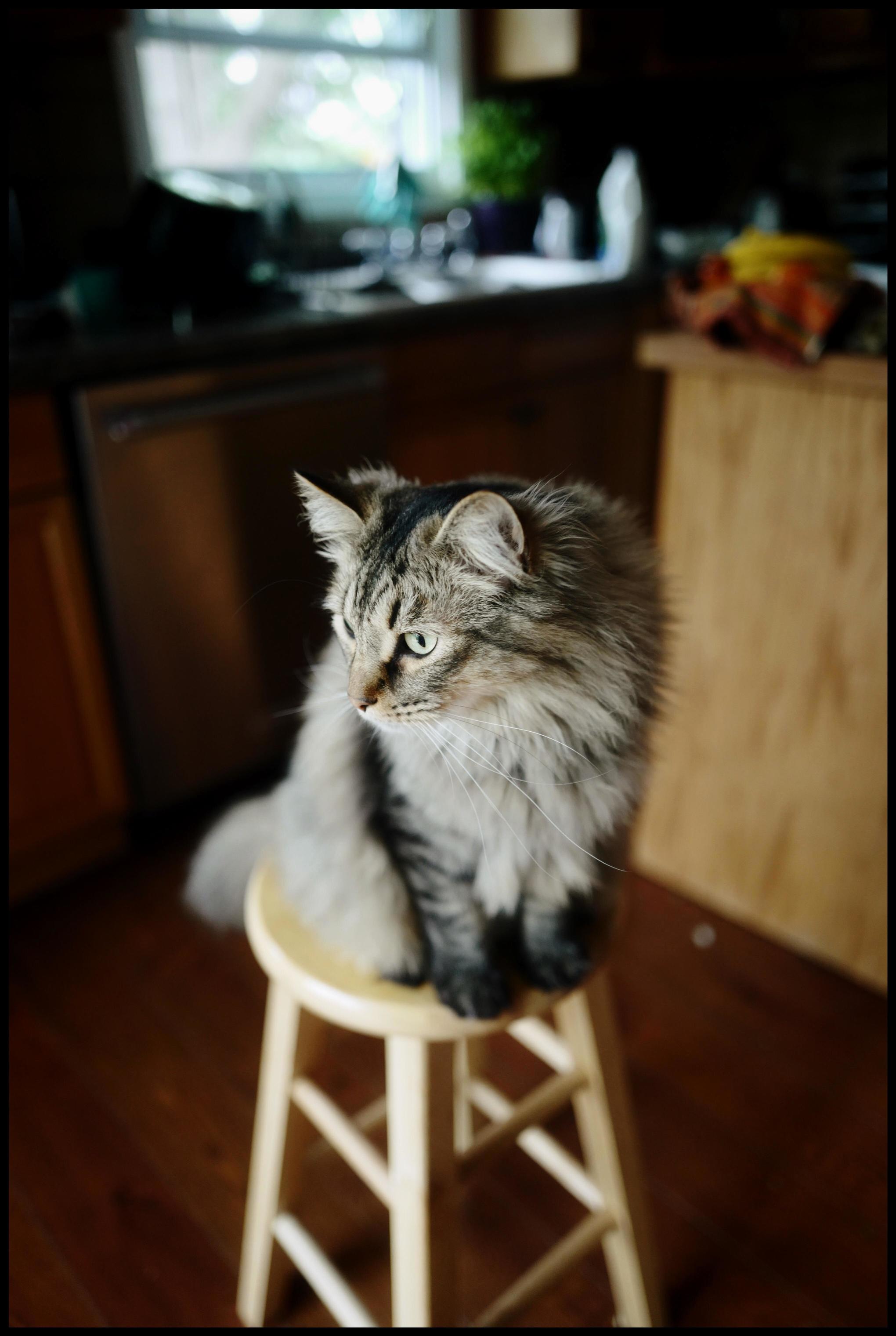 His Name Is Yoda-sprinkles, Which Is What Happens When You Let Your Toddler Name Things.
