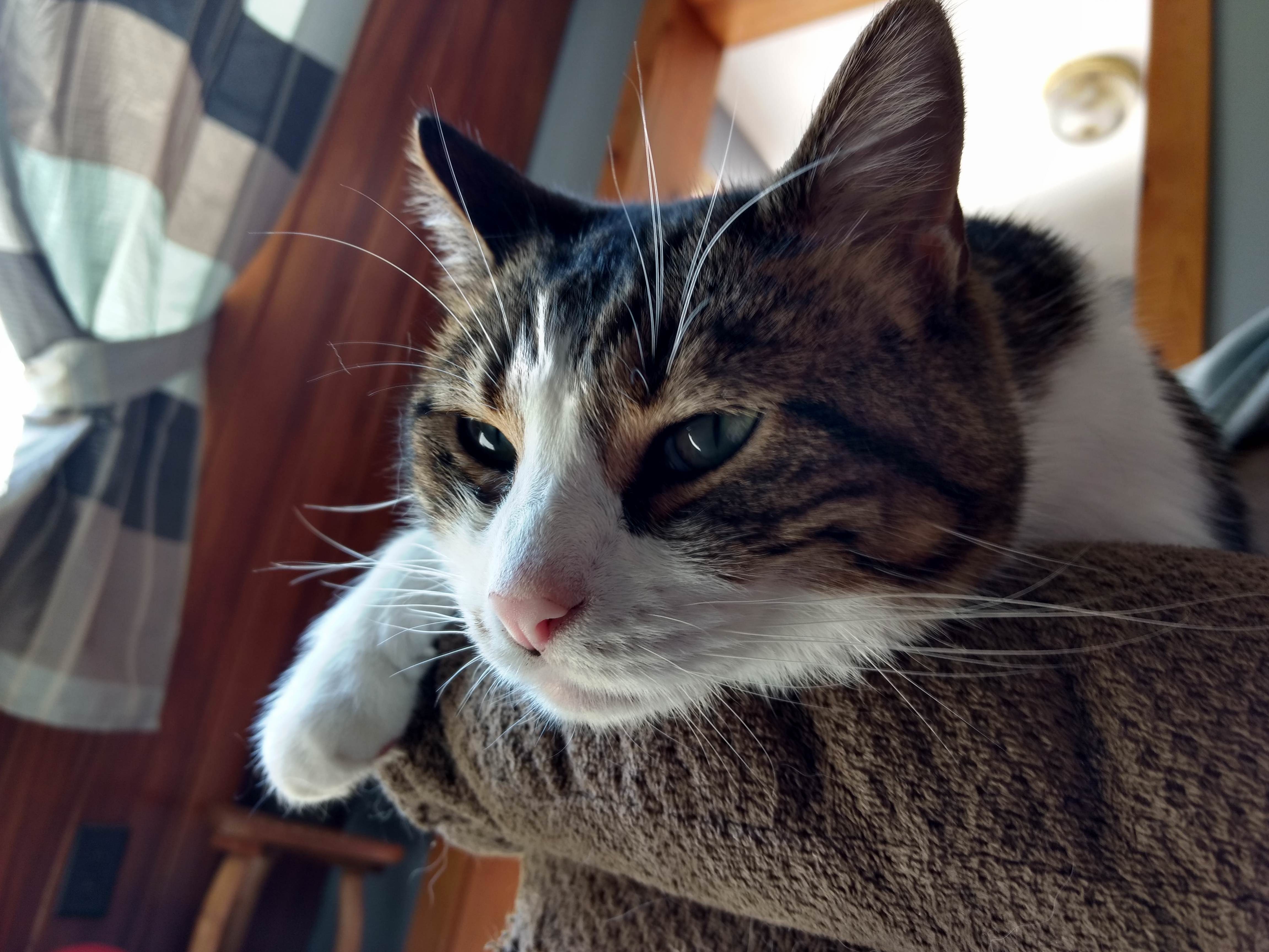 His Nose Is Ready for Booping.
