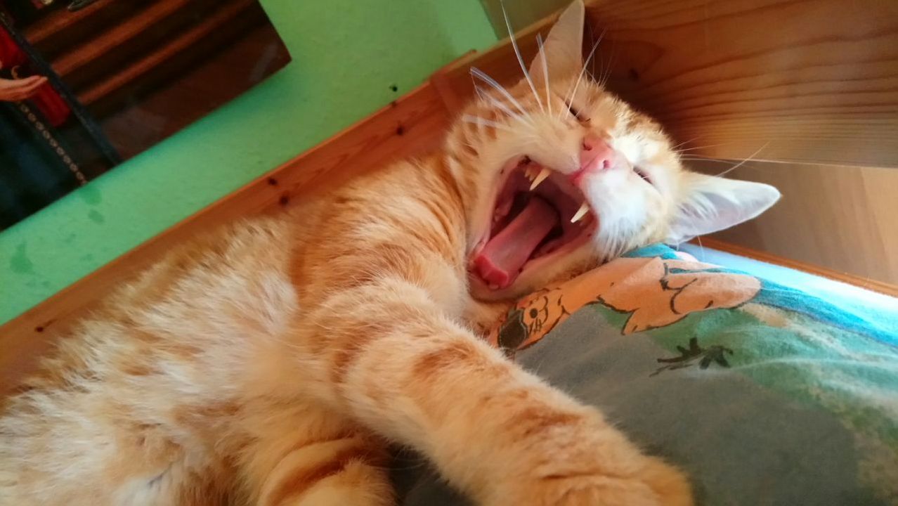 His Yawn Was Too Cute Not to Share
