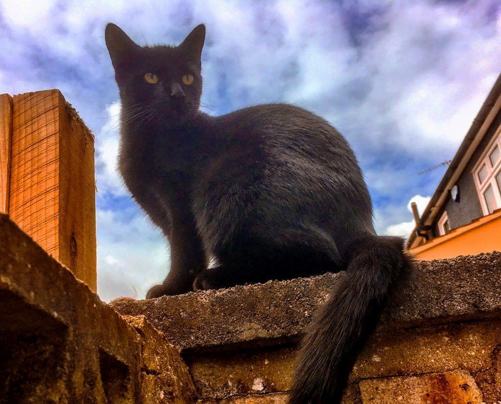 Huxley Surveying His Territory from the Garden Wall.