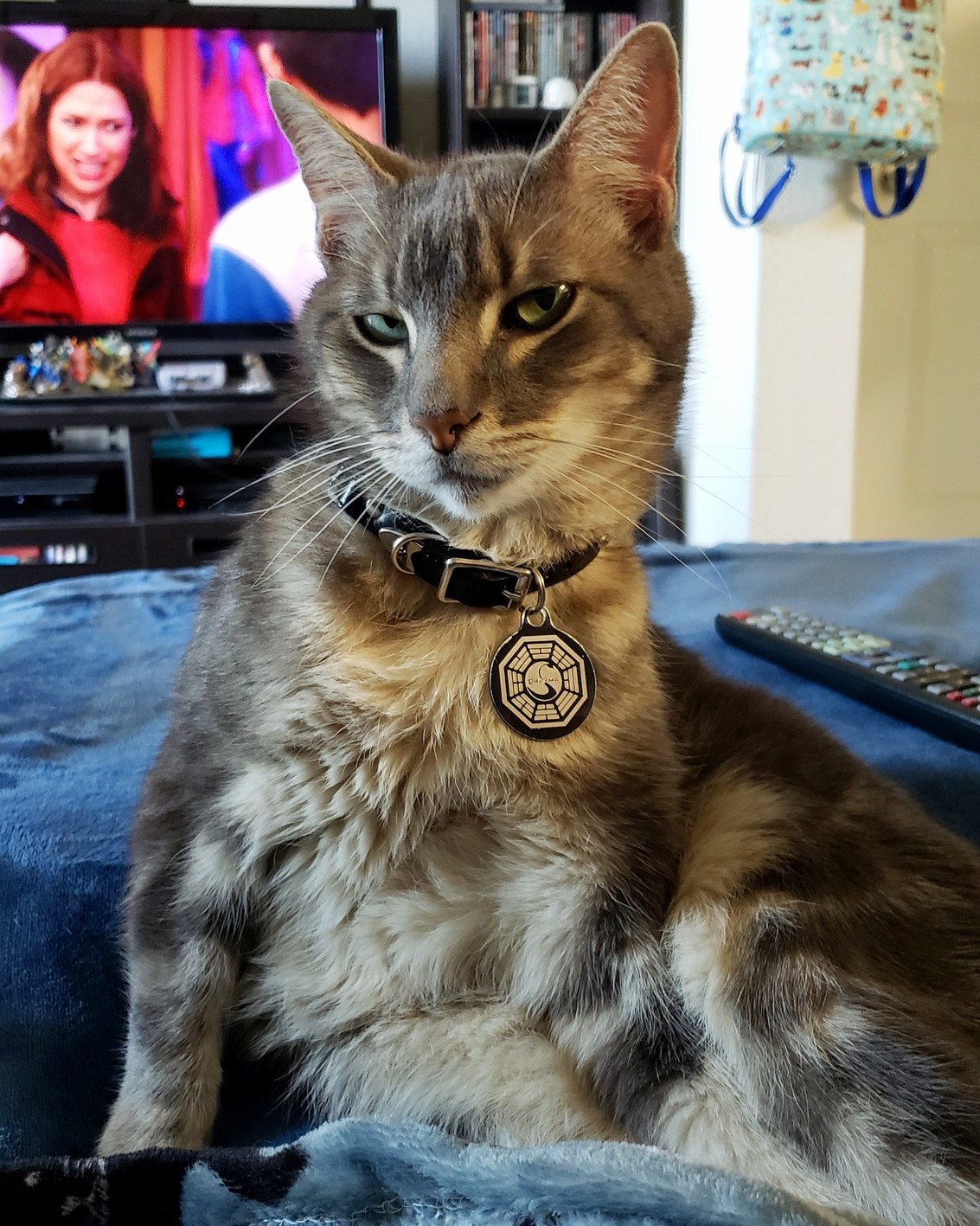 I Accidentally Woke My Cat Up from a Nap