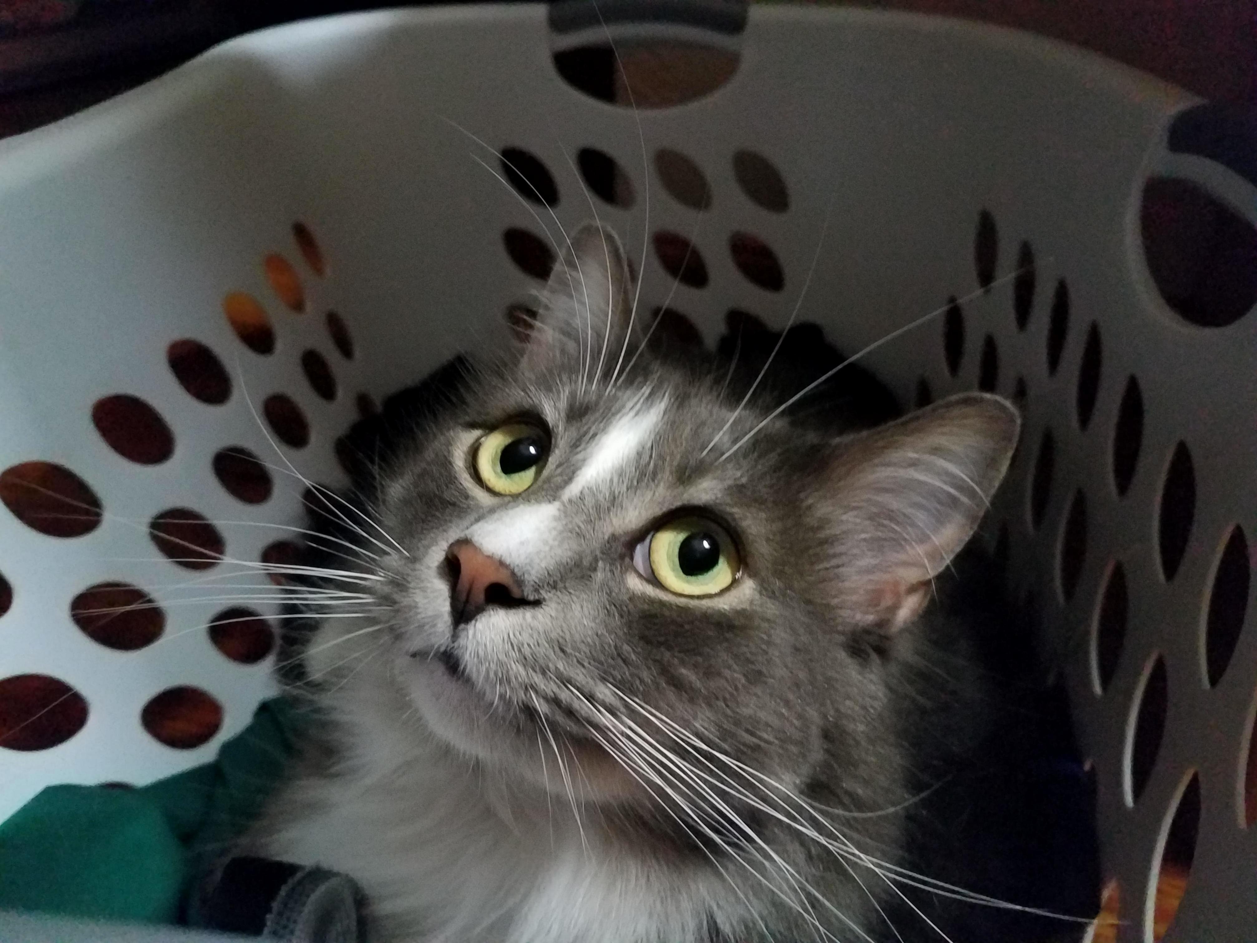 I Dont Care About Your Laundry Mom