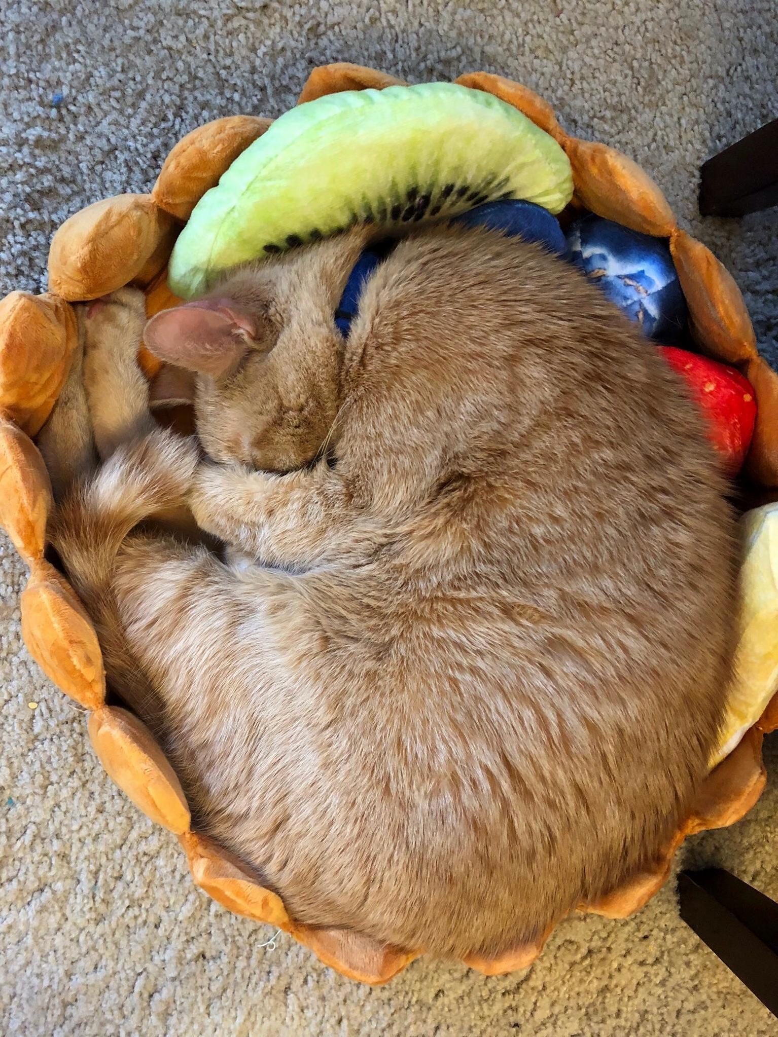 I Gave Into a Facebook Ad from Meowingtons and This Was the Result