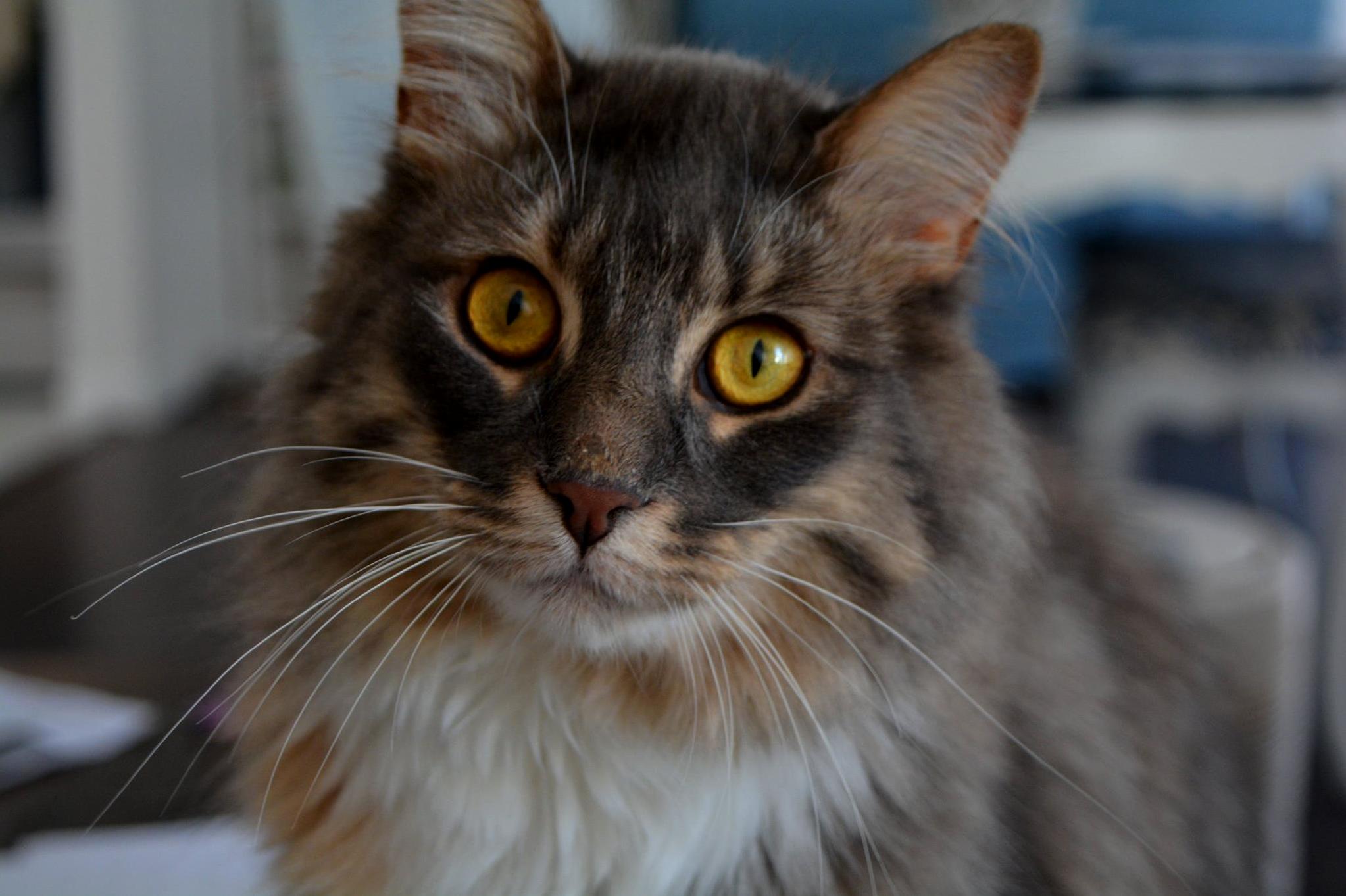 I Get the Privilege of Painting This Gorgeous Cats Portrait. Ill Be Doing Watercolour on My Stream.