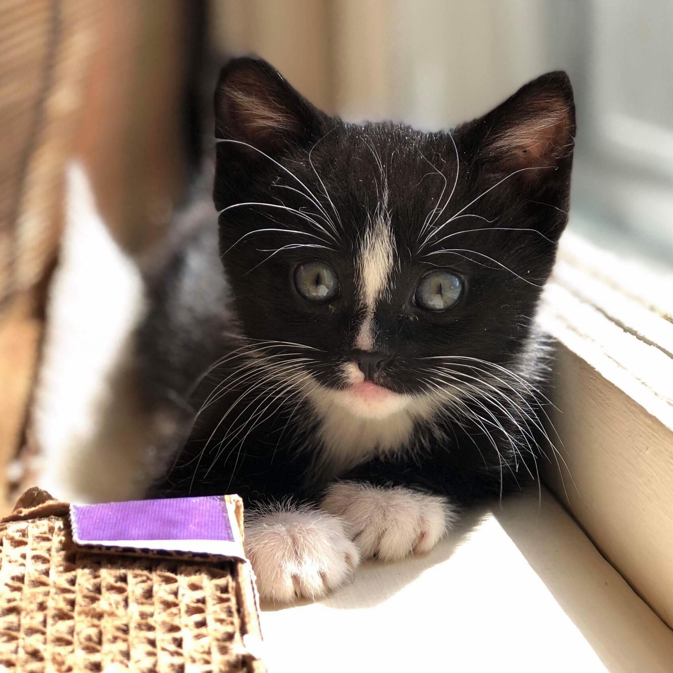 I Got a Kitten! Help Me Name Him! This Should Be Fun