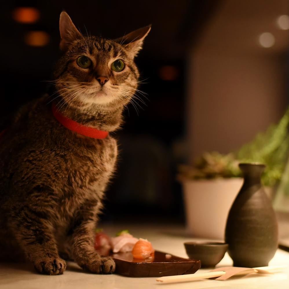 I Got to Do a Photoshoot for a Local Pet Adoption Group Where I Met Chuey, the Cat Who Secretly Hates Sushi