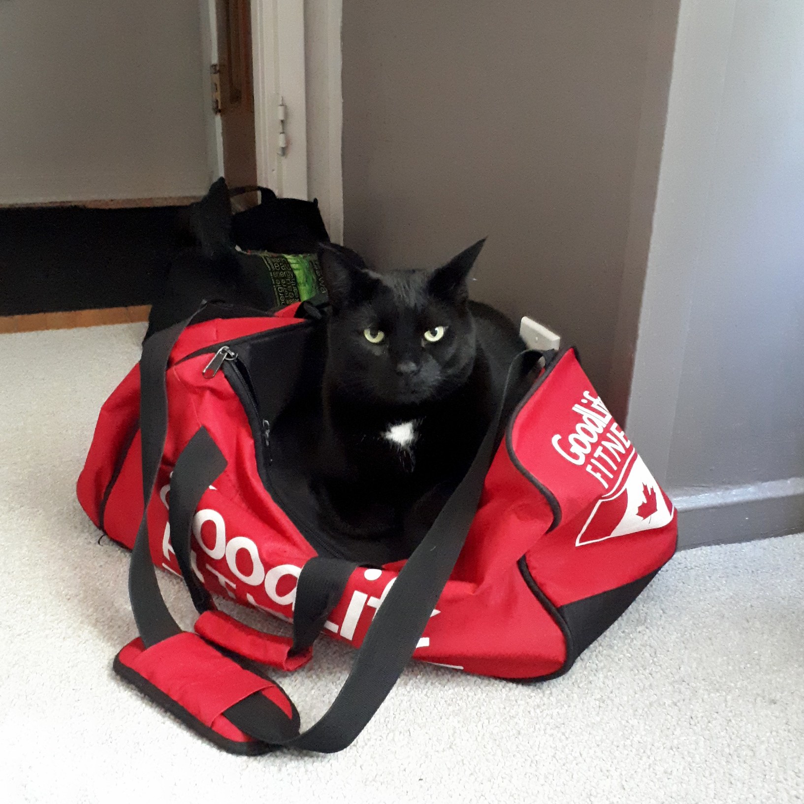 I Guess I Cant Go to Bodycombat Today...