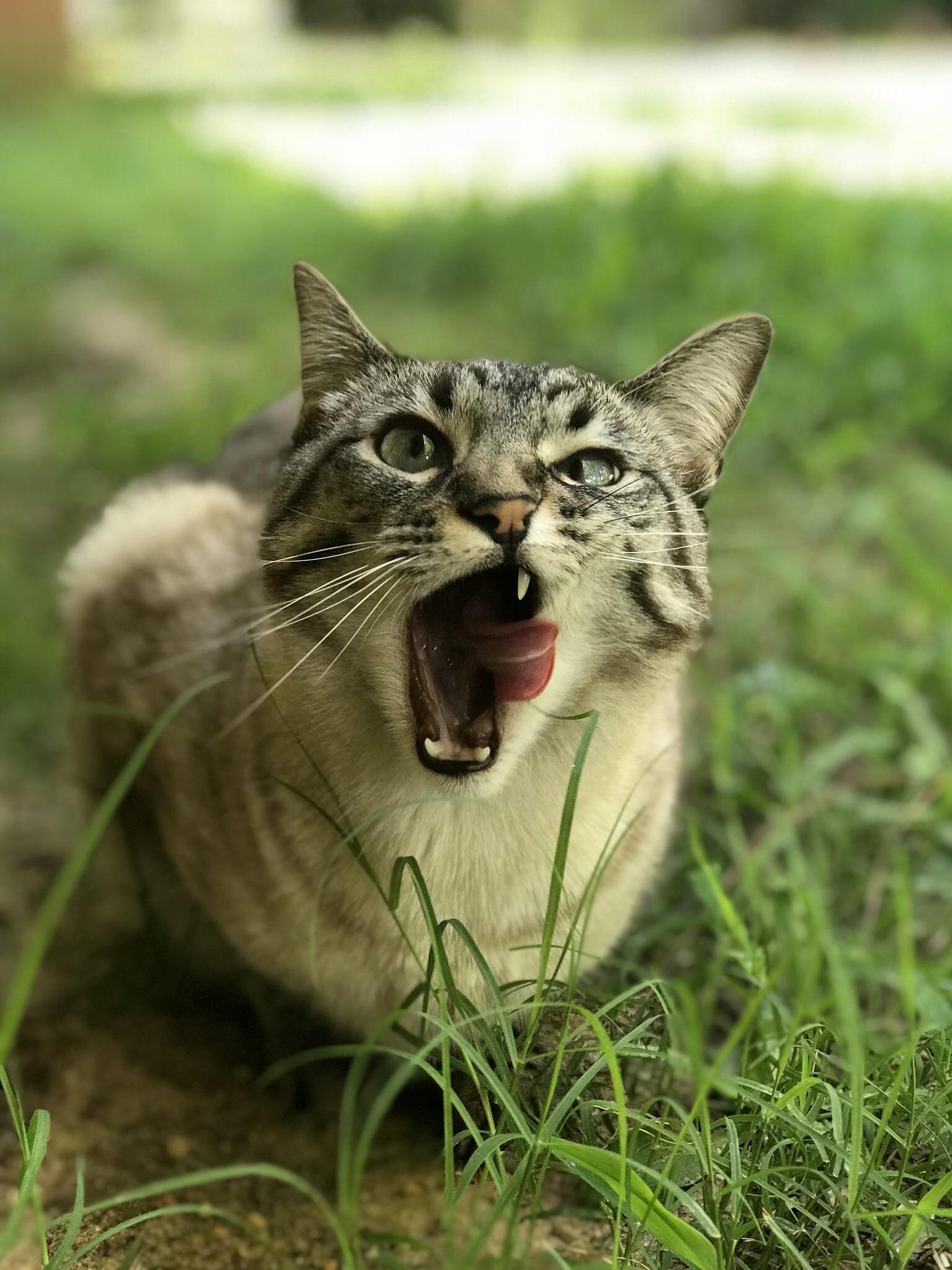 I Have a Very Beautiful but Largely Unphotogenic Cat.