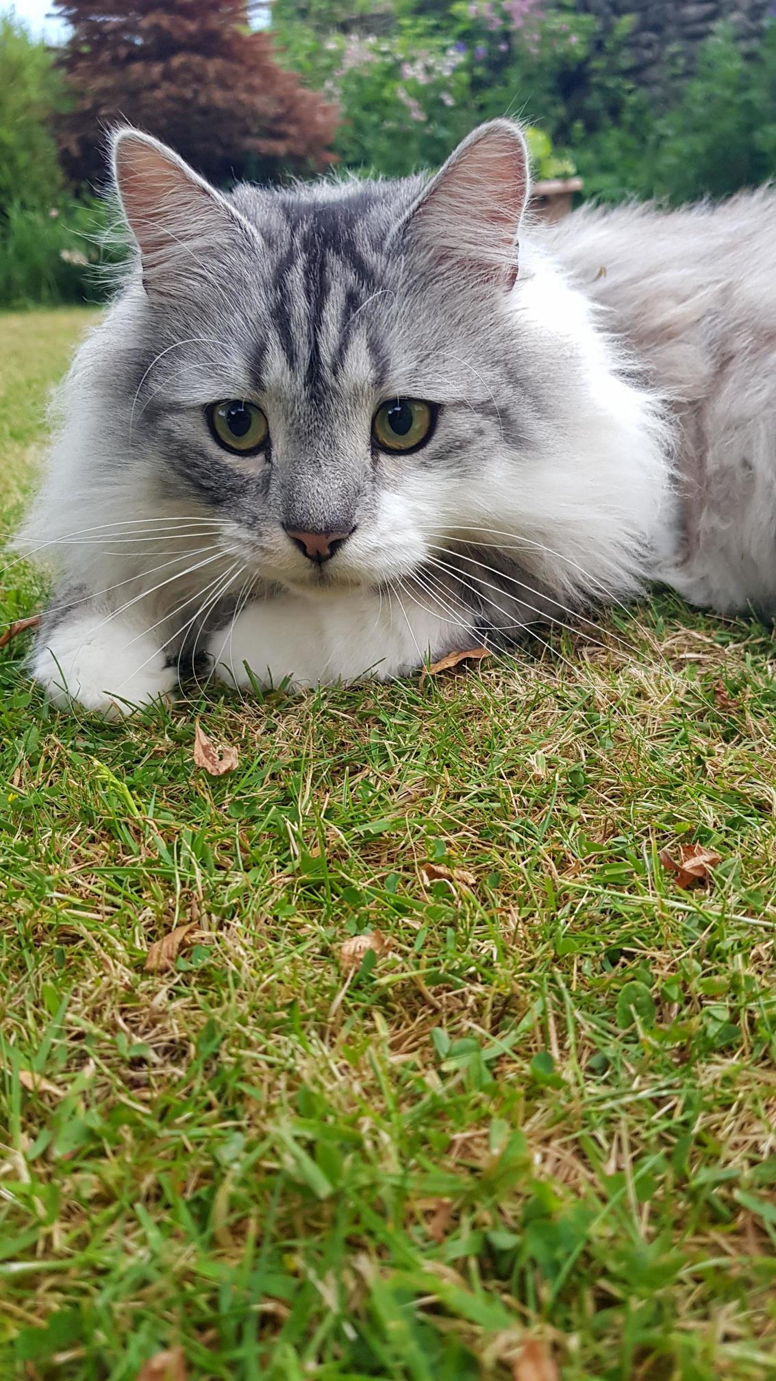 I Hope Anyone Whos Had a Bad Day Can Be Cheered Up by Archie