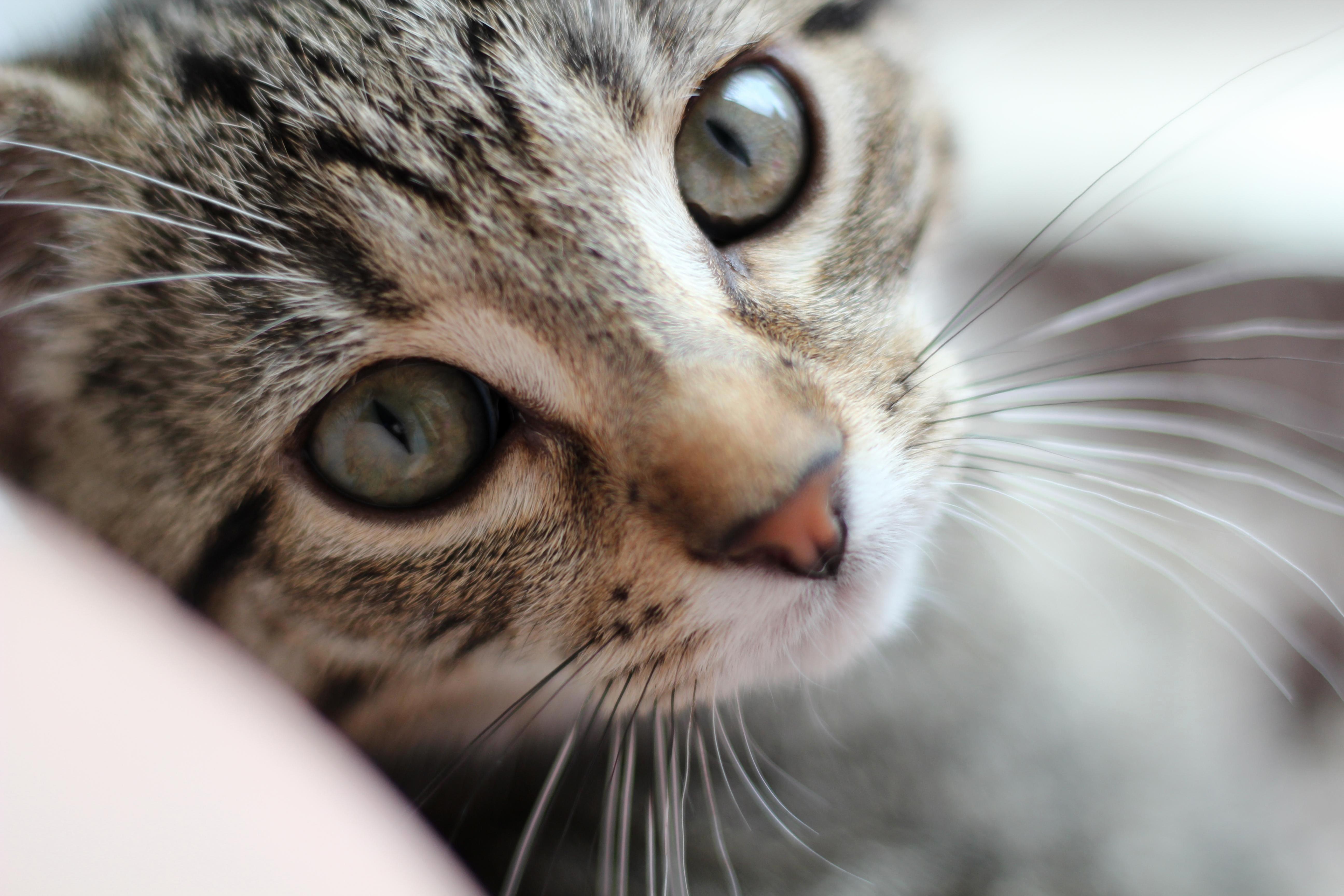 I Is Purrrdy!