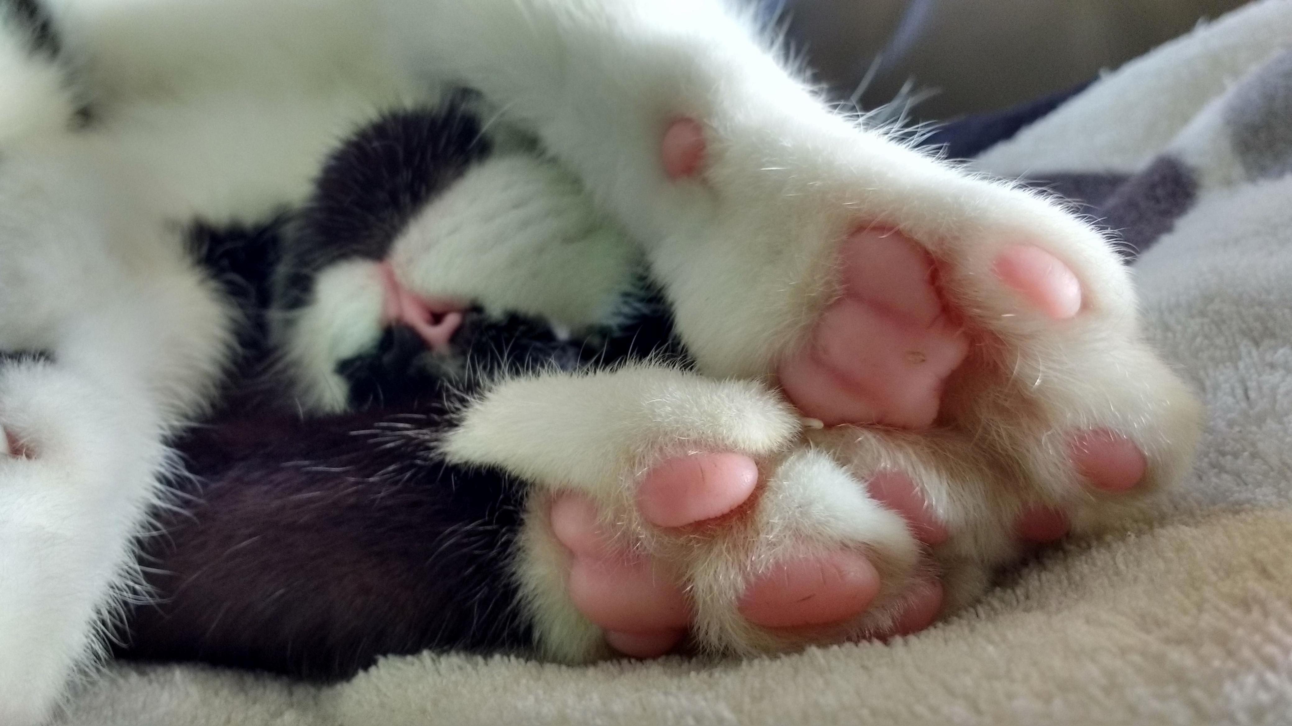 I Just Love Toe Beans
