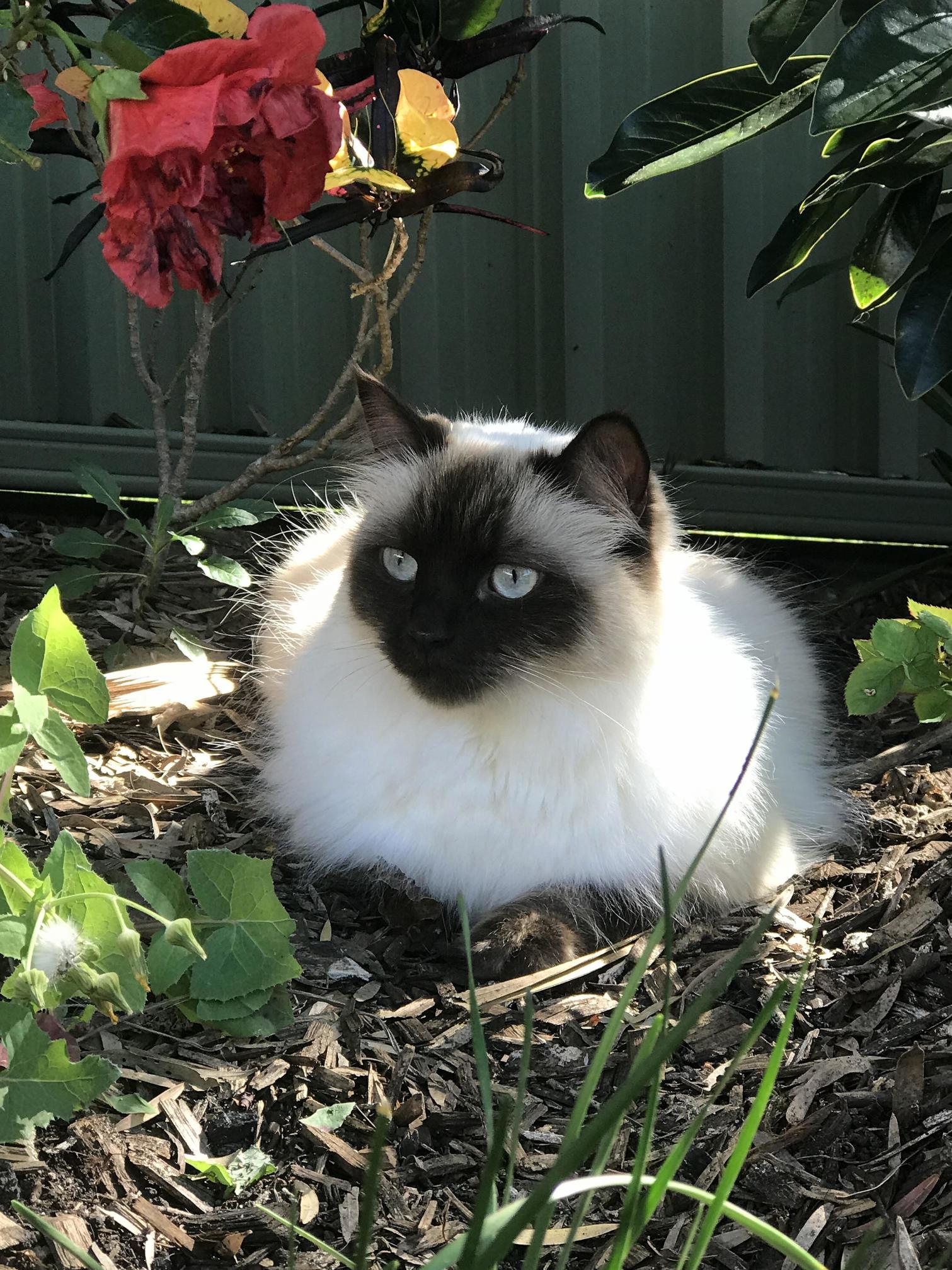 I Loovvee the Garden [Archie]