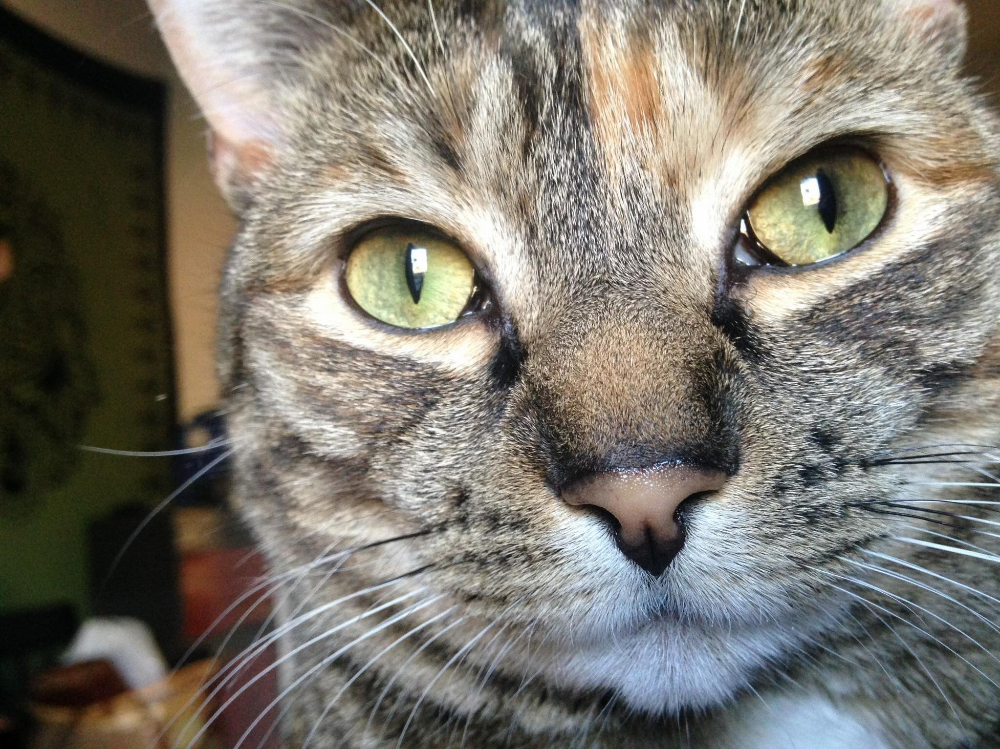 I Love My Cat, Too!