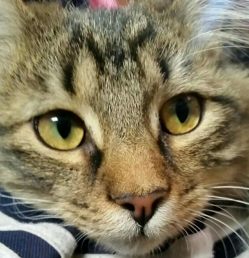 I Love Those Kitty Eyes So Much