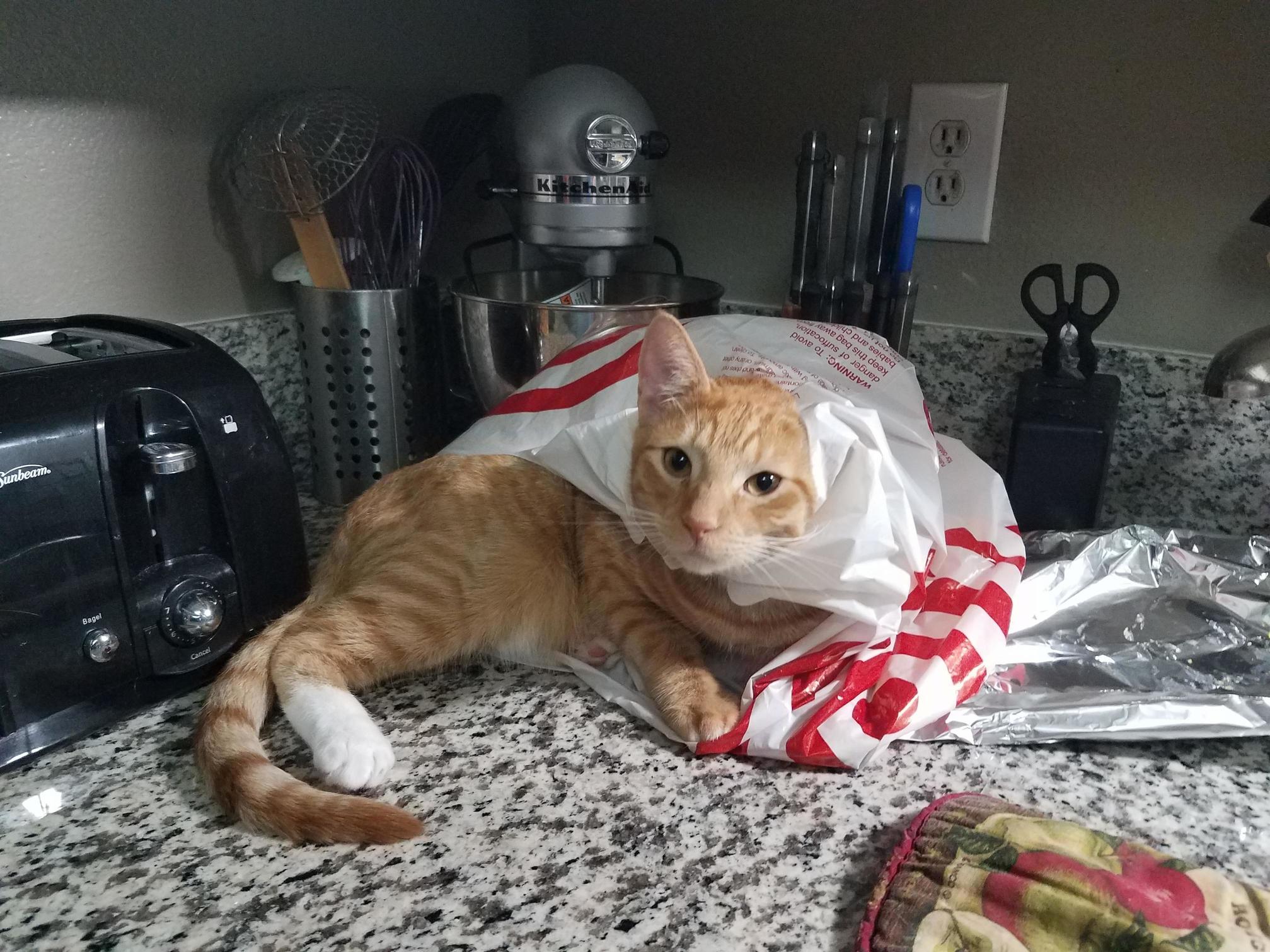 I Never Thought ID See the Day When Someone Had to Help the Cat Out of the Bag.