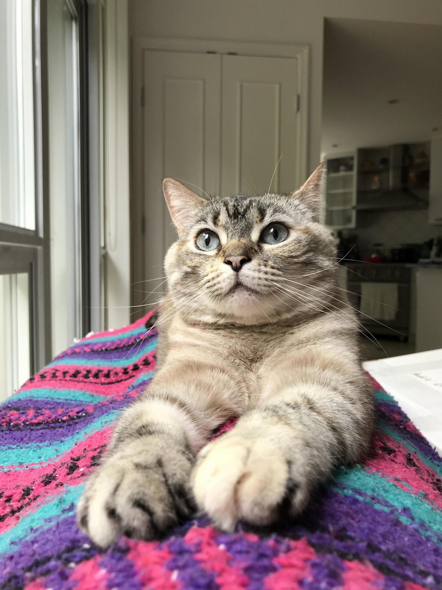 I Really Like This Picture I Took of My Cat. Thats All.