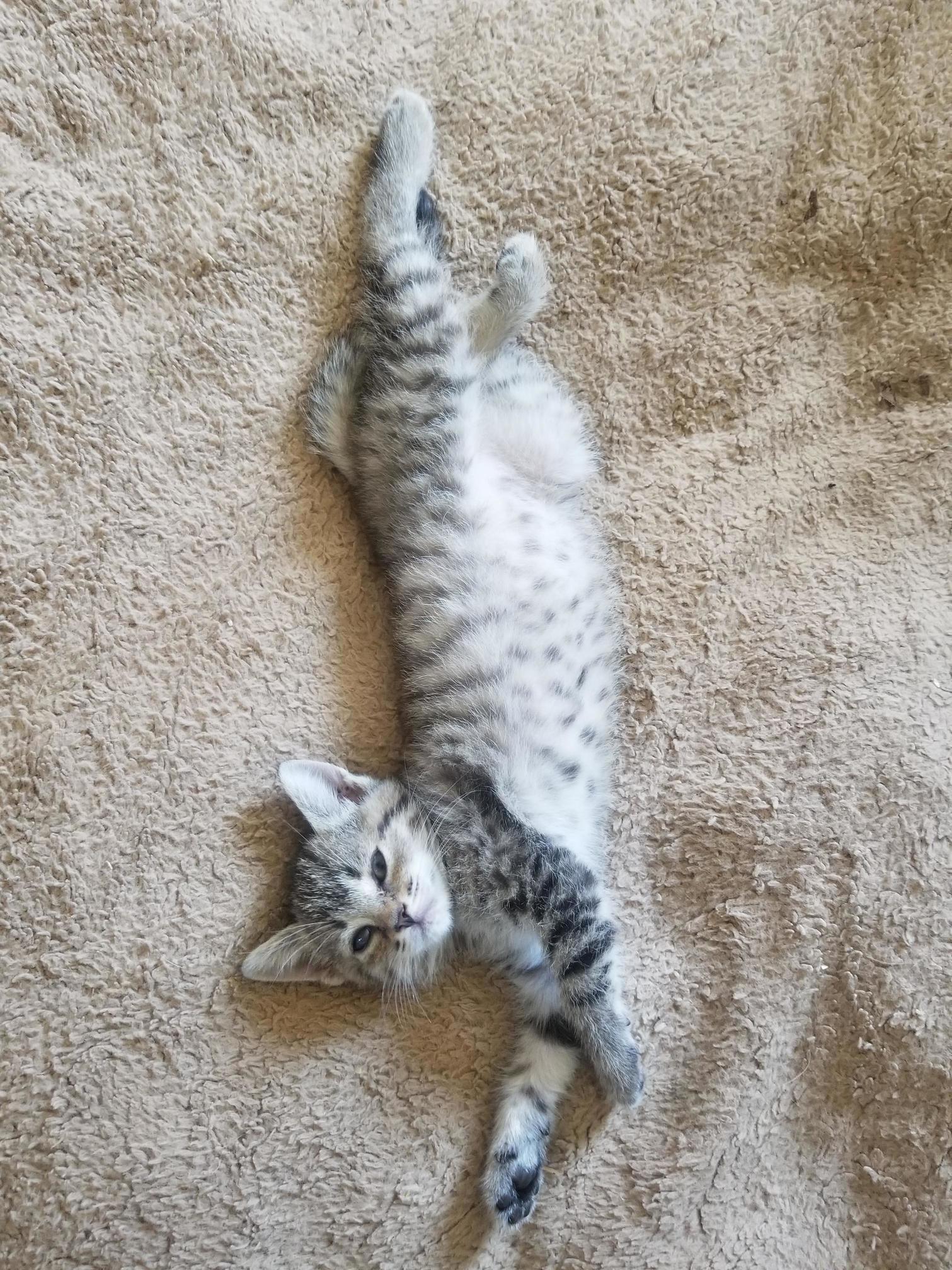 I Was Worried My Kitten Would Have Trouble Getting Used to the House, but I Was Worrying Over Nothing )