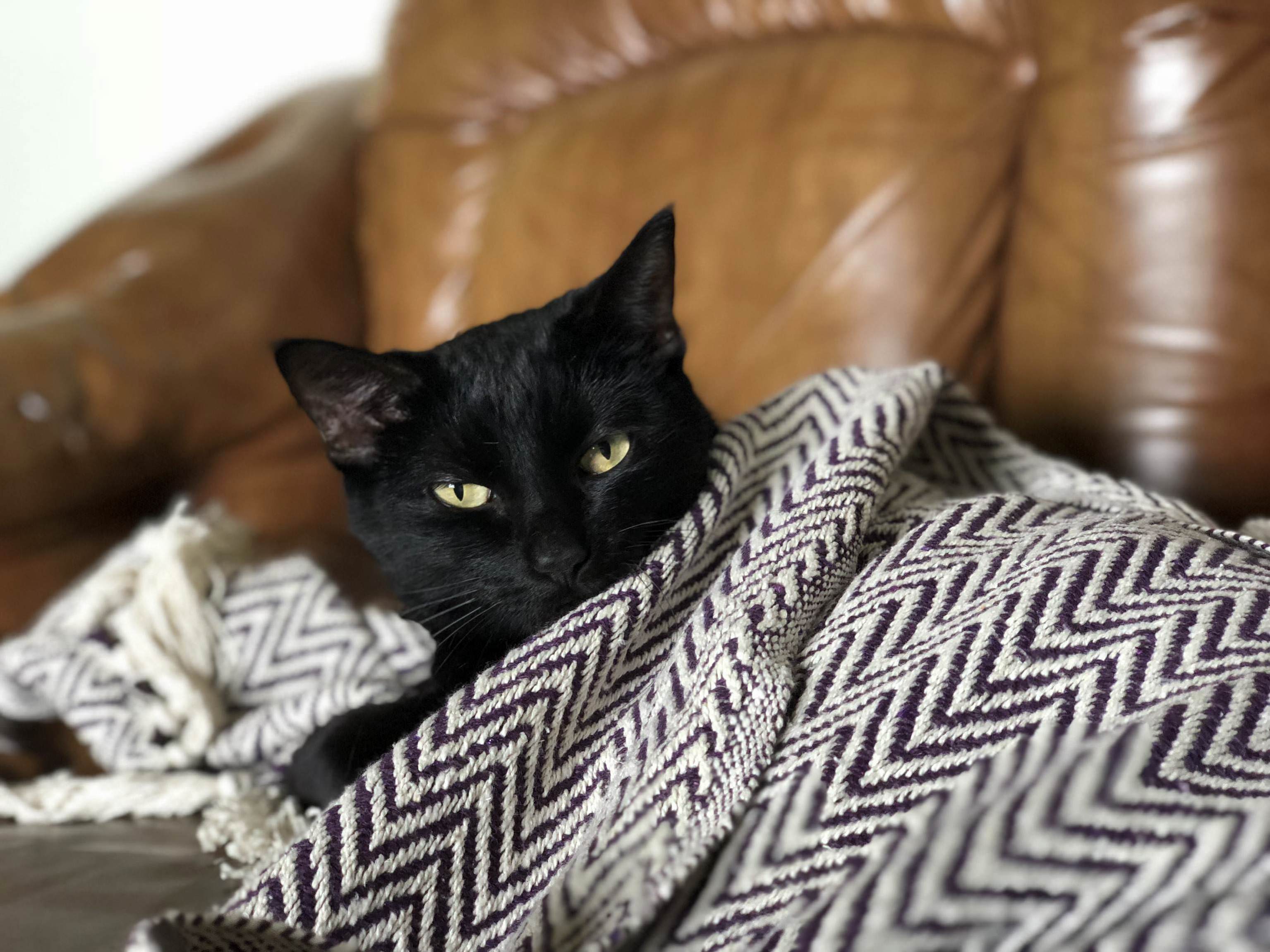 I Woke Harriet from Her Nap.