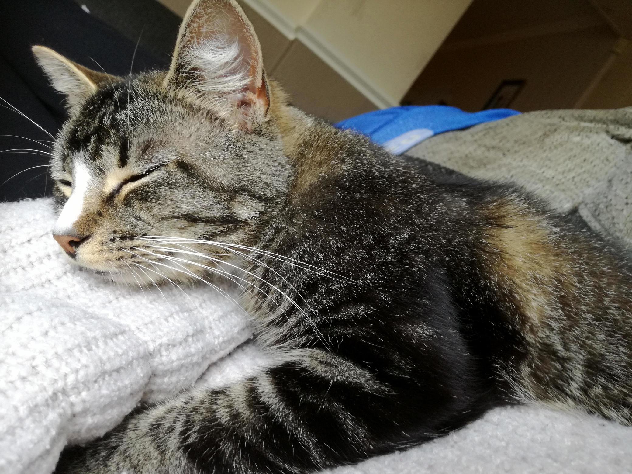 I Woke Up from My Nap to Find I Had Company!