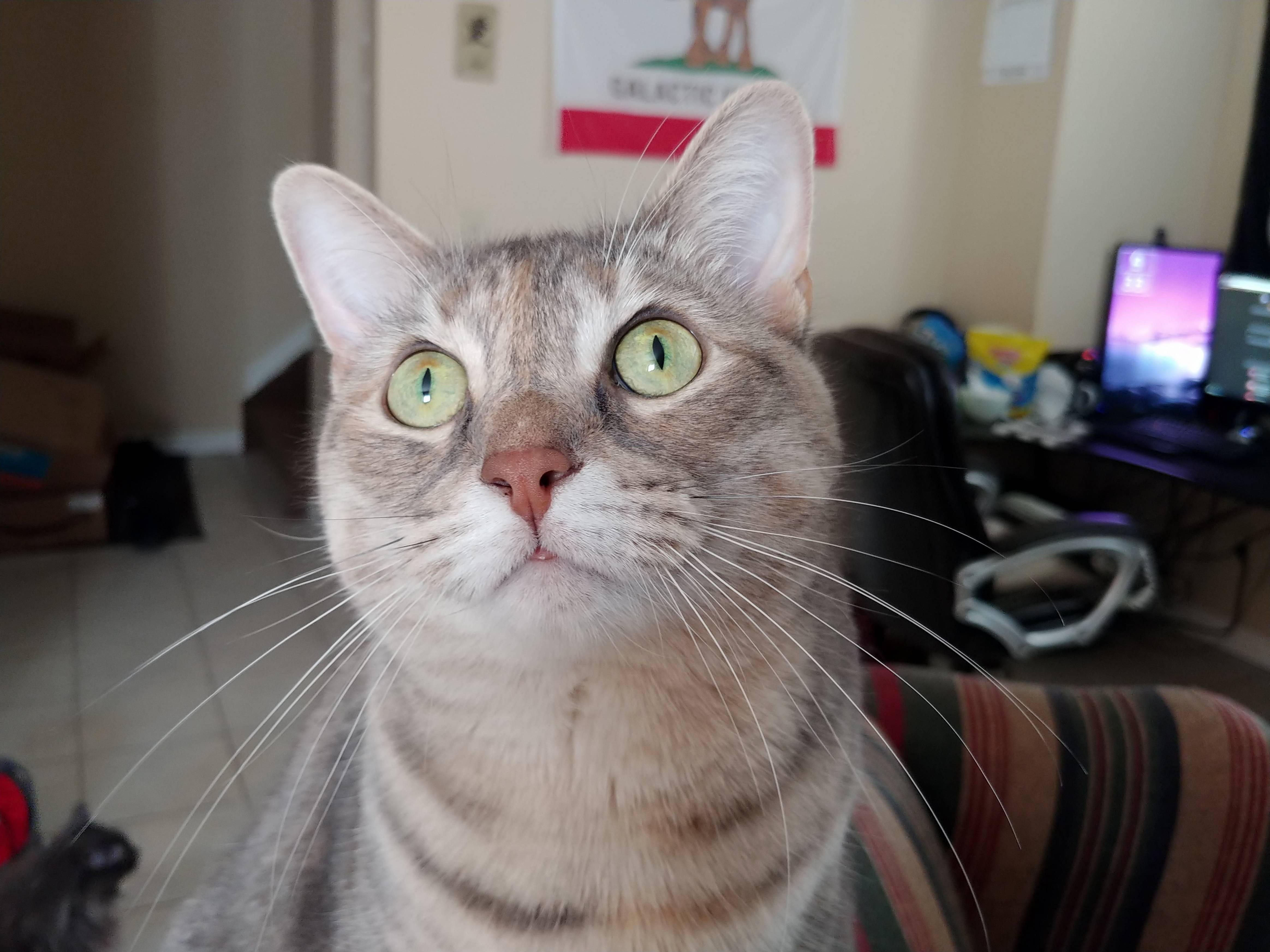 In the Eyes of a Moth Hunter
