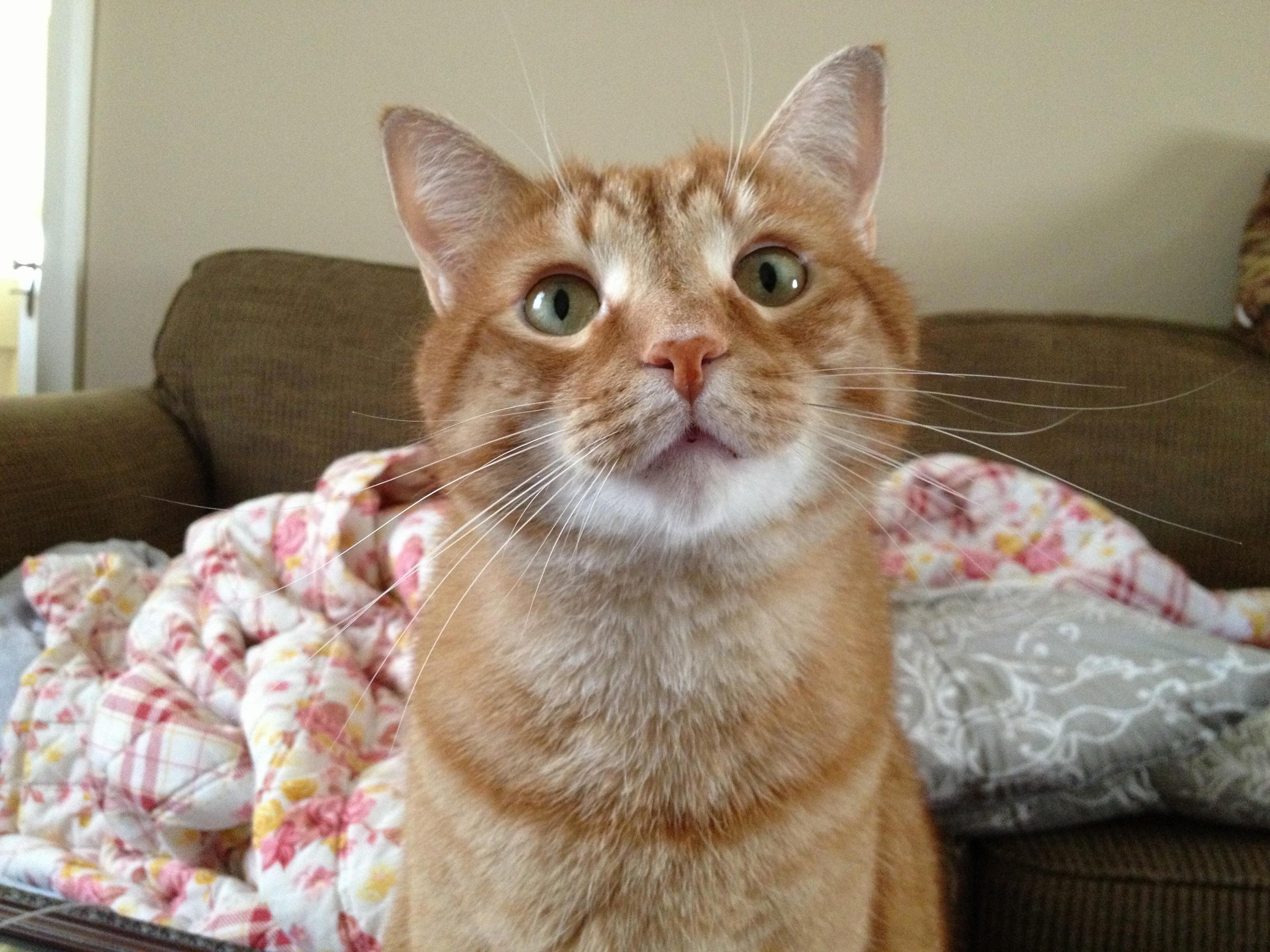 Introducing Babyboy