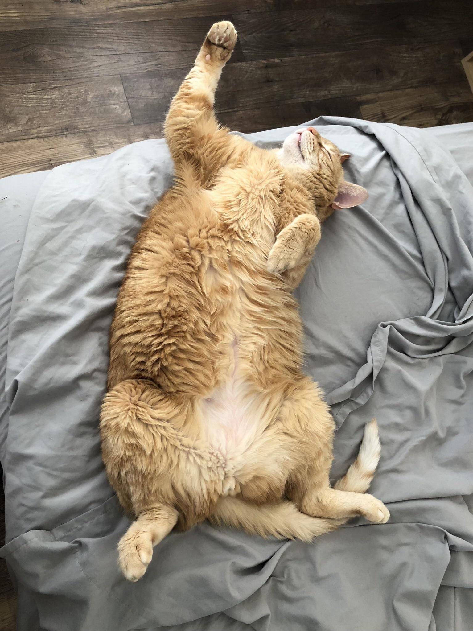 Is My Cat Broken or Just Really Tired
