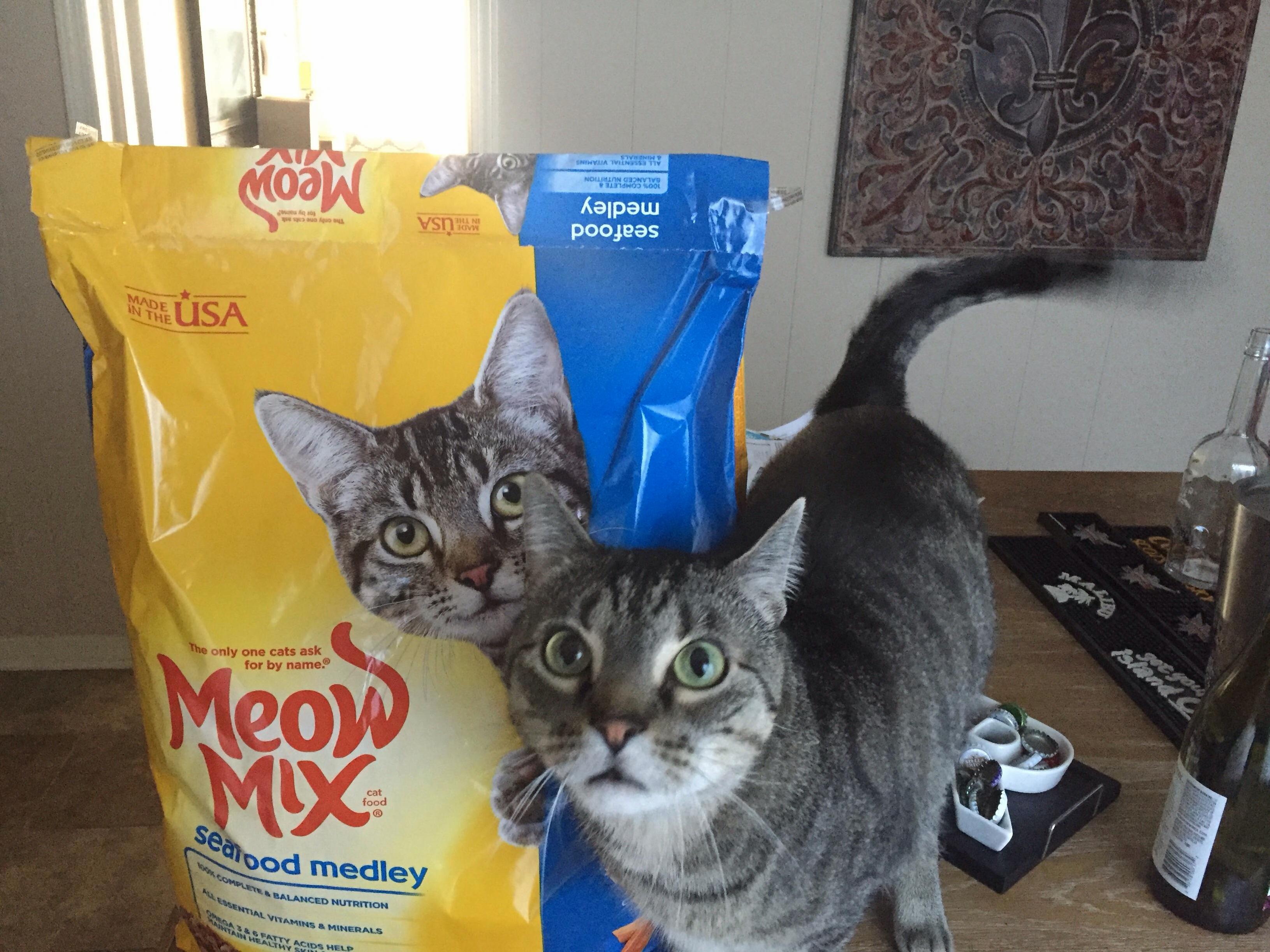 Izzys Reaction to Looking Like the Cat from the Meow Mix Bag