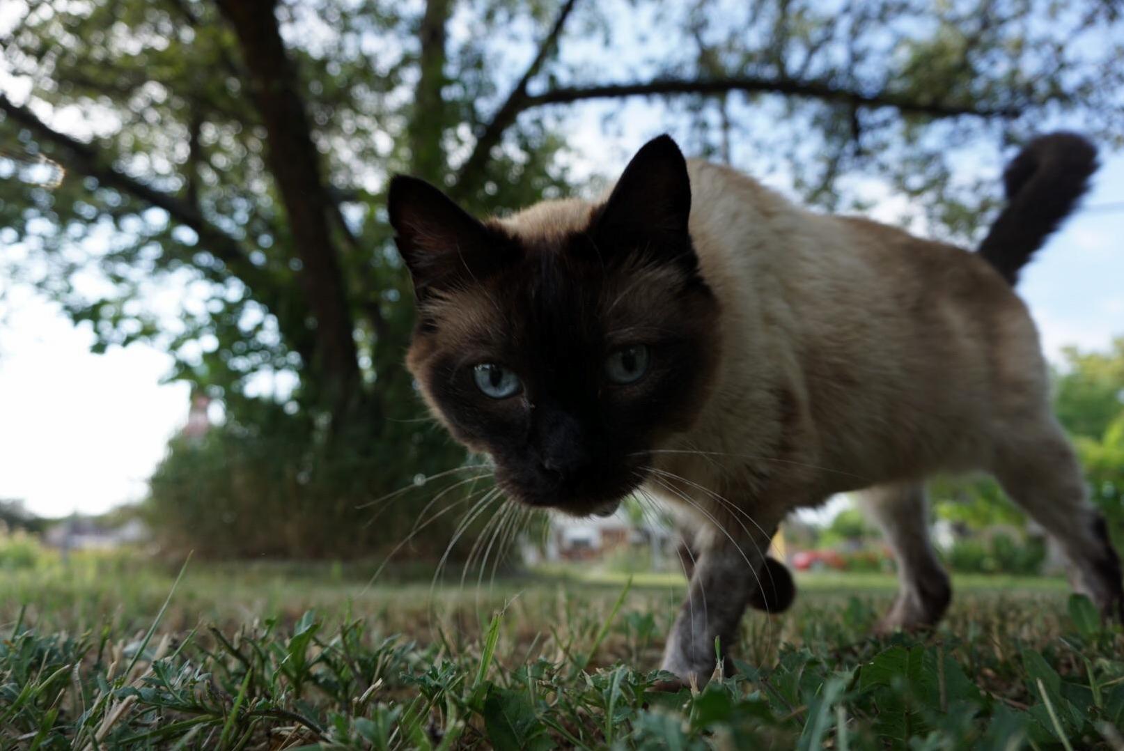 Jinx Is Getting Pretty Old, but Still Thinks Hes a Badass Hunter