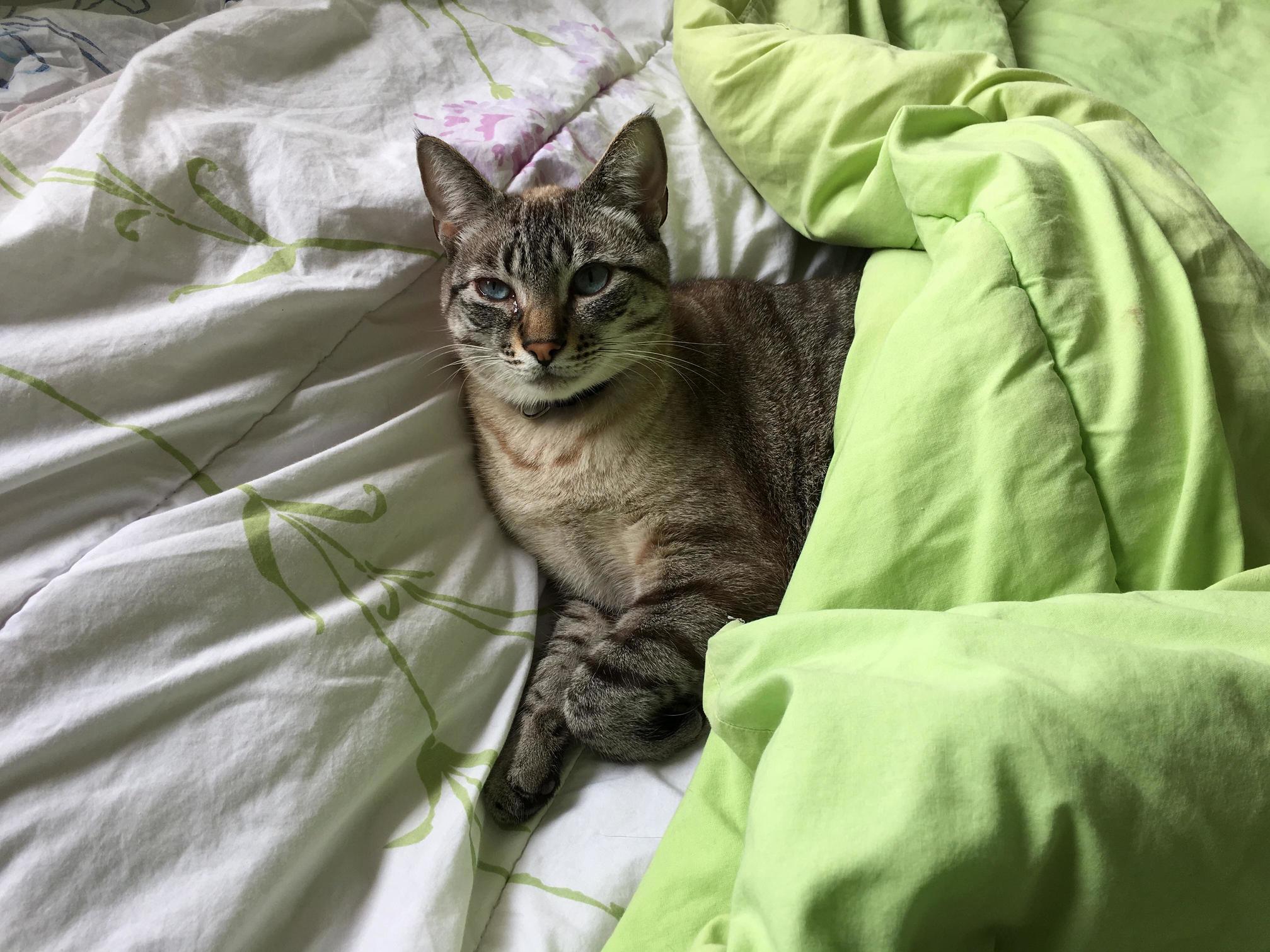 Jorge Seems Very Comfortable on My Bed Side...