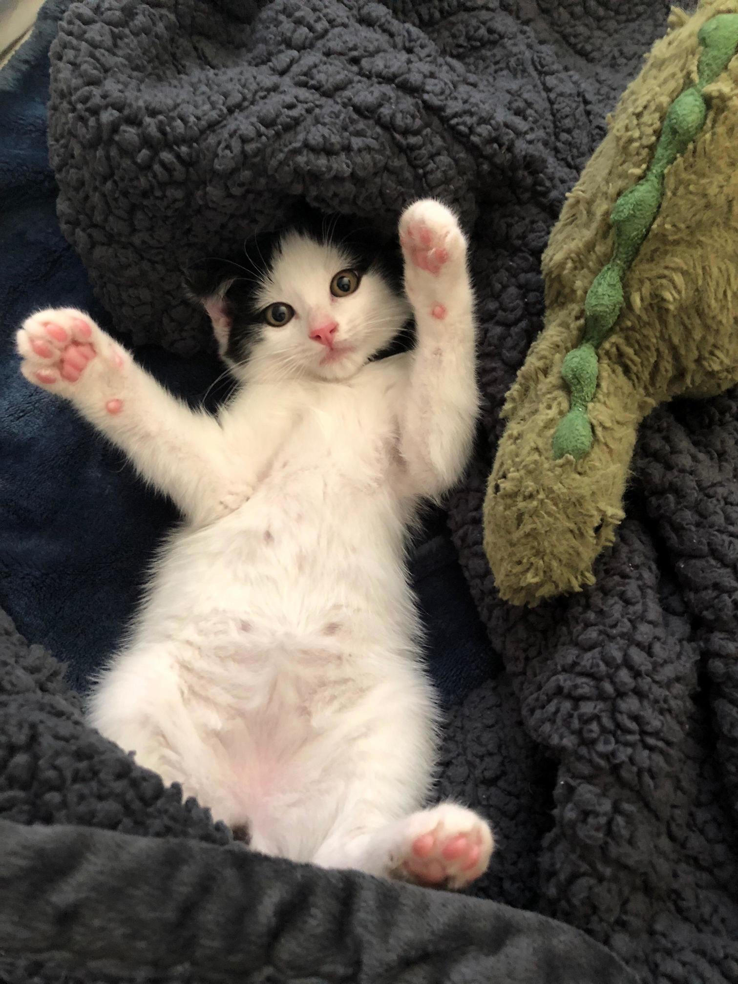 Just Adopted Our First Cat from the Shelter. We Named Him Noodles!