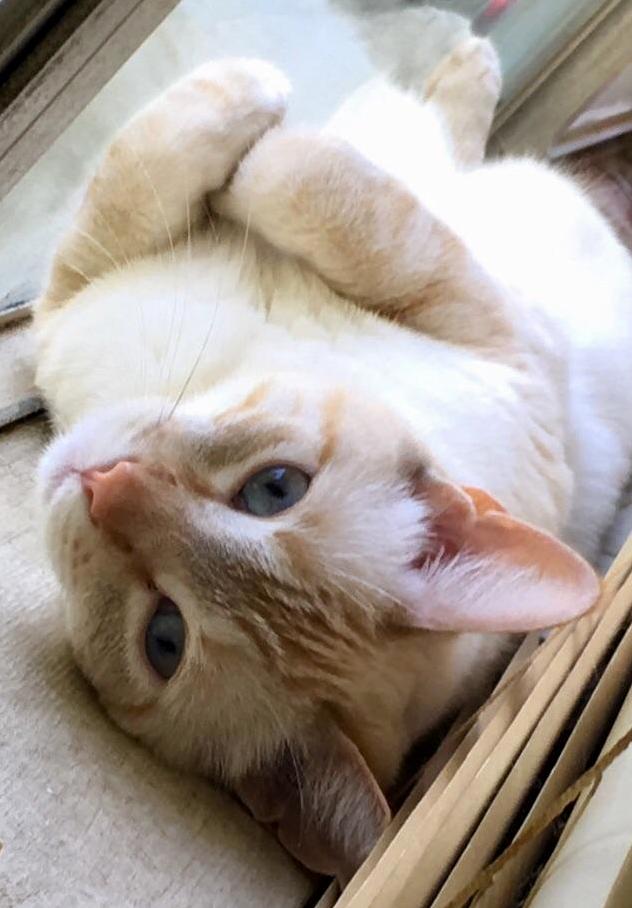 Just Working on His Tan.