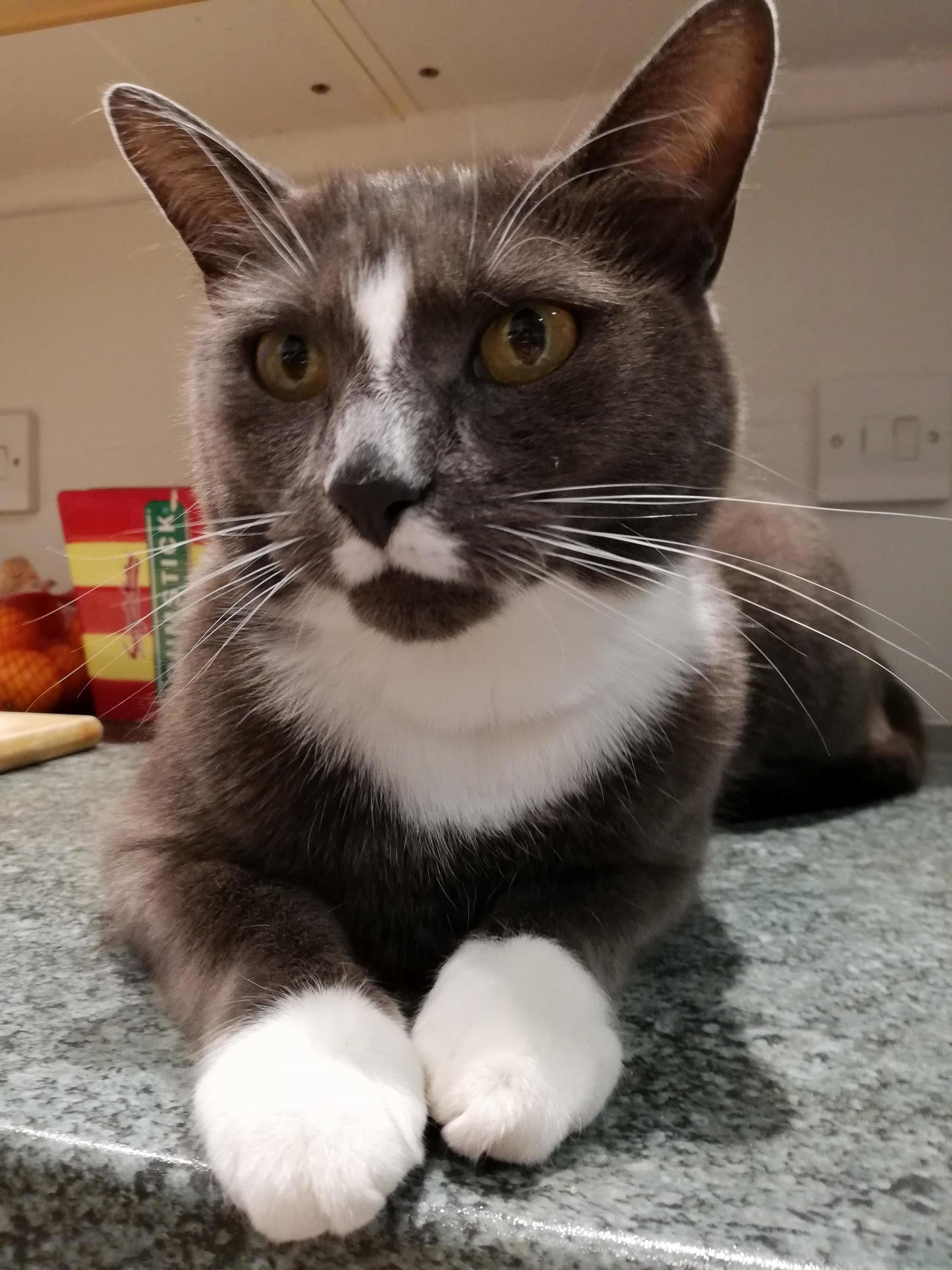 King Milos Is 8 Today! (Is He a Burmese Cross We Rescued Him)