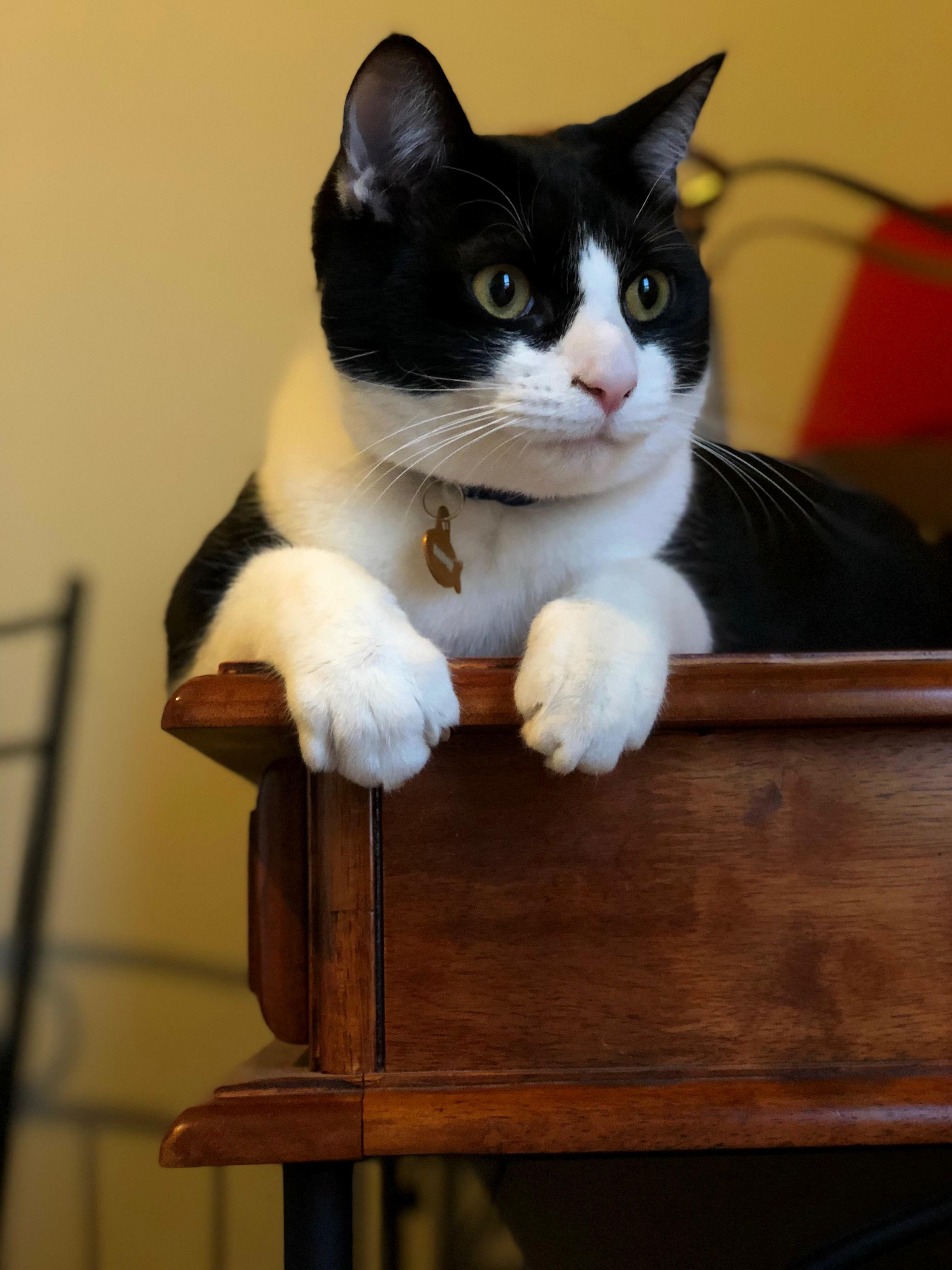 King on His Perch