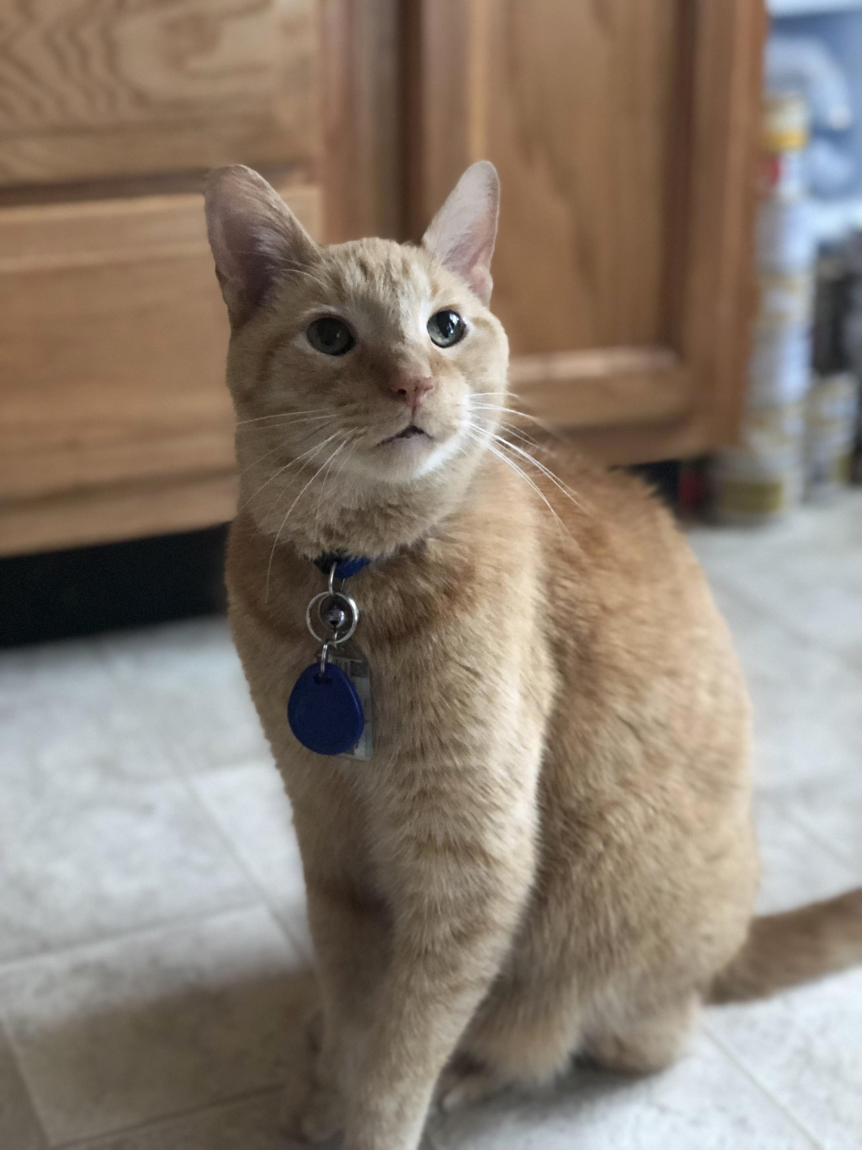 Kitchen Camouflage by Orange Tabby Badger