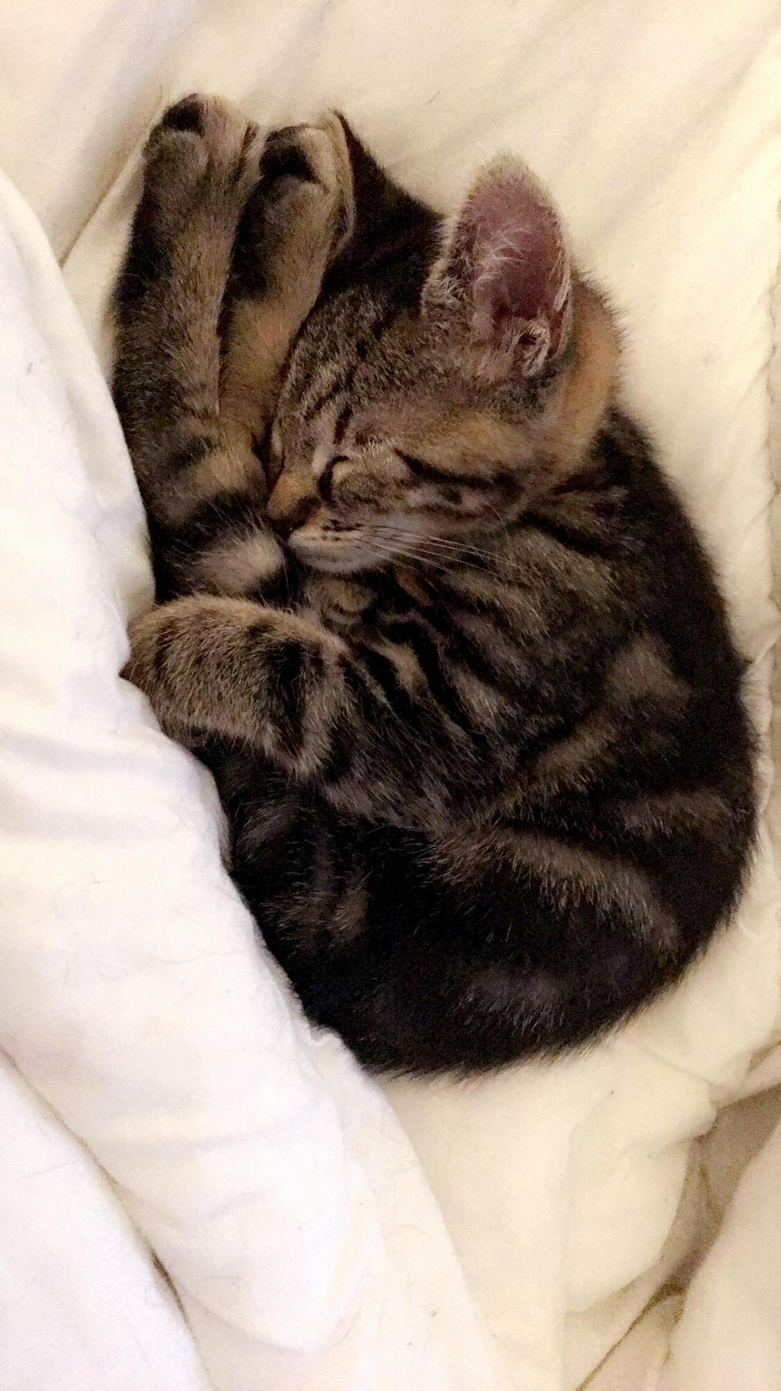 Kitten Shrimp