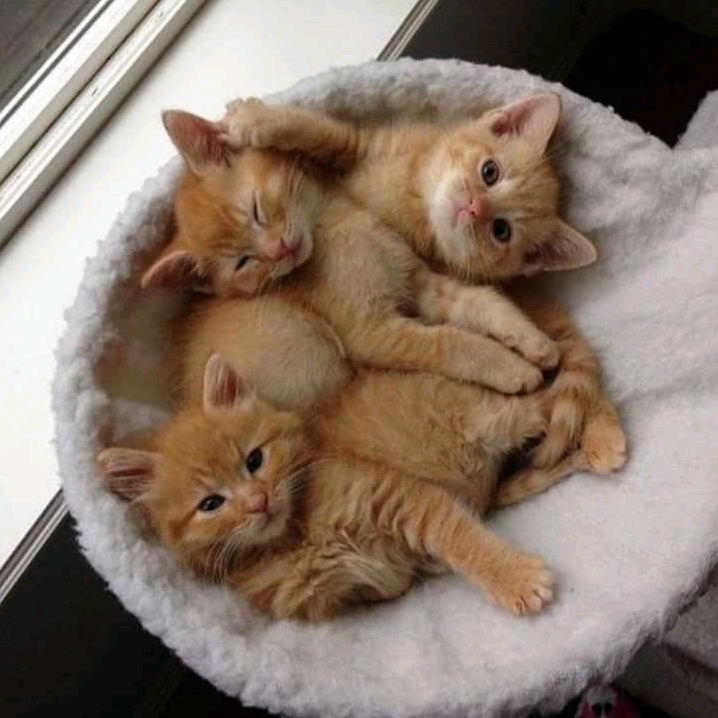 Kitten...!!!