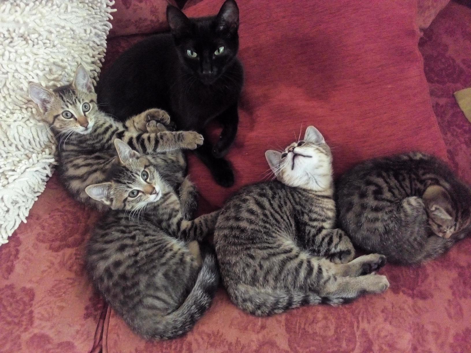Kittens Nearly As Big As Mumma Cat