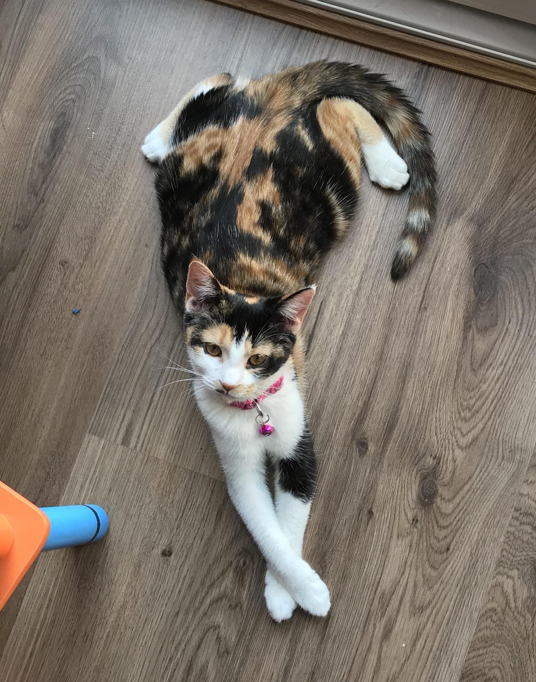 Kitty Sploot.. Fancy Paws 3