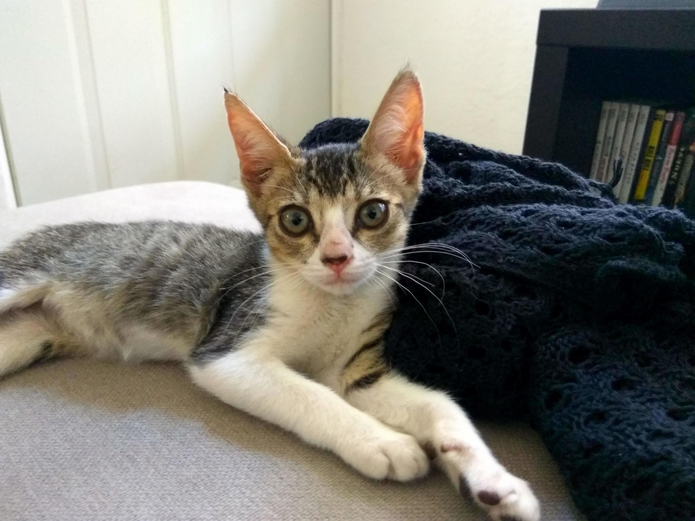 Last Friday We Found This Little Girl on the Middle of the Street and Havent Decided on a Name, Any Suggestion